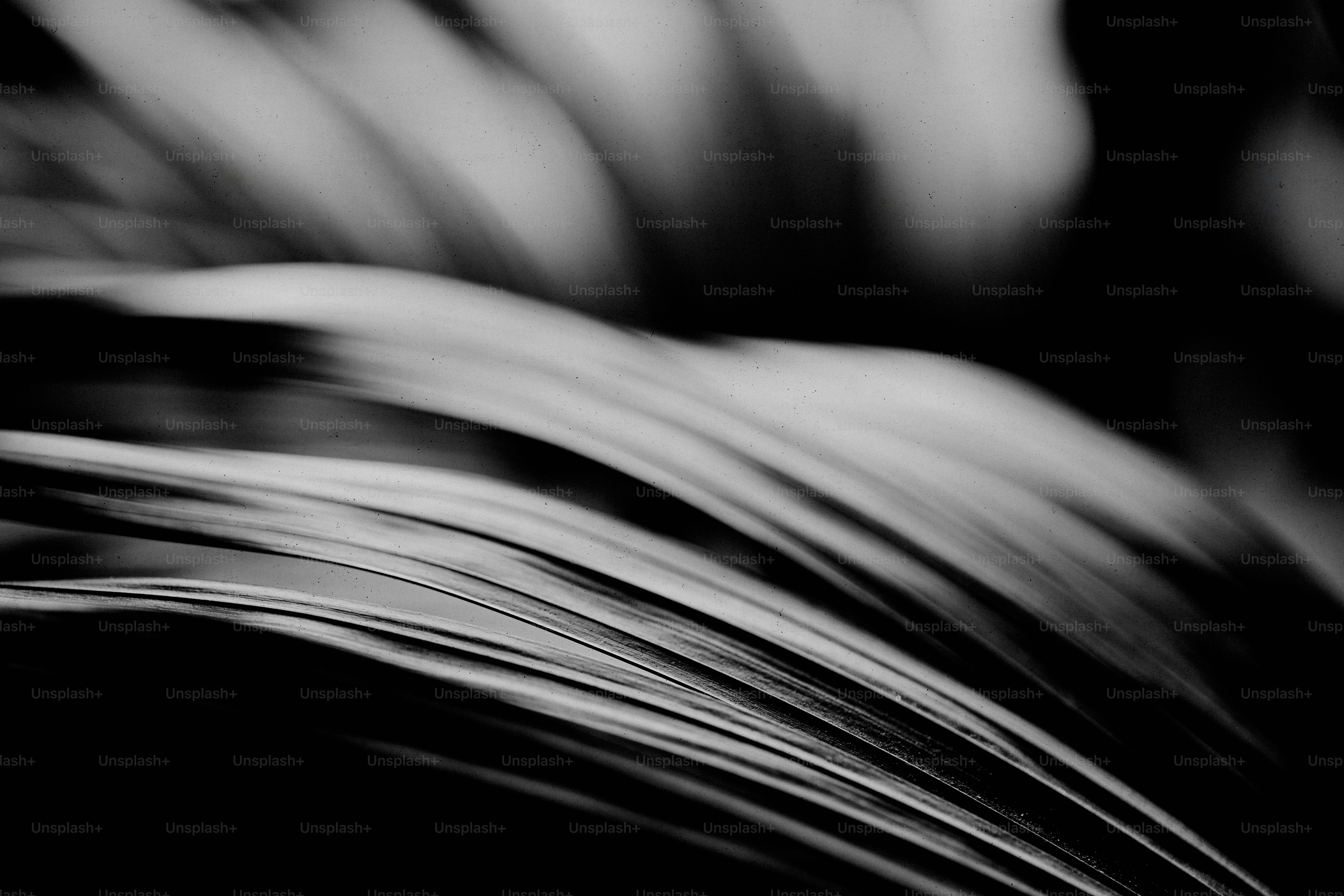 Abstract black and white lines with soft focus.