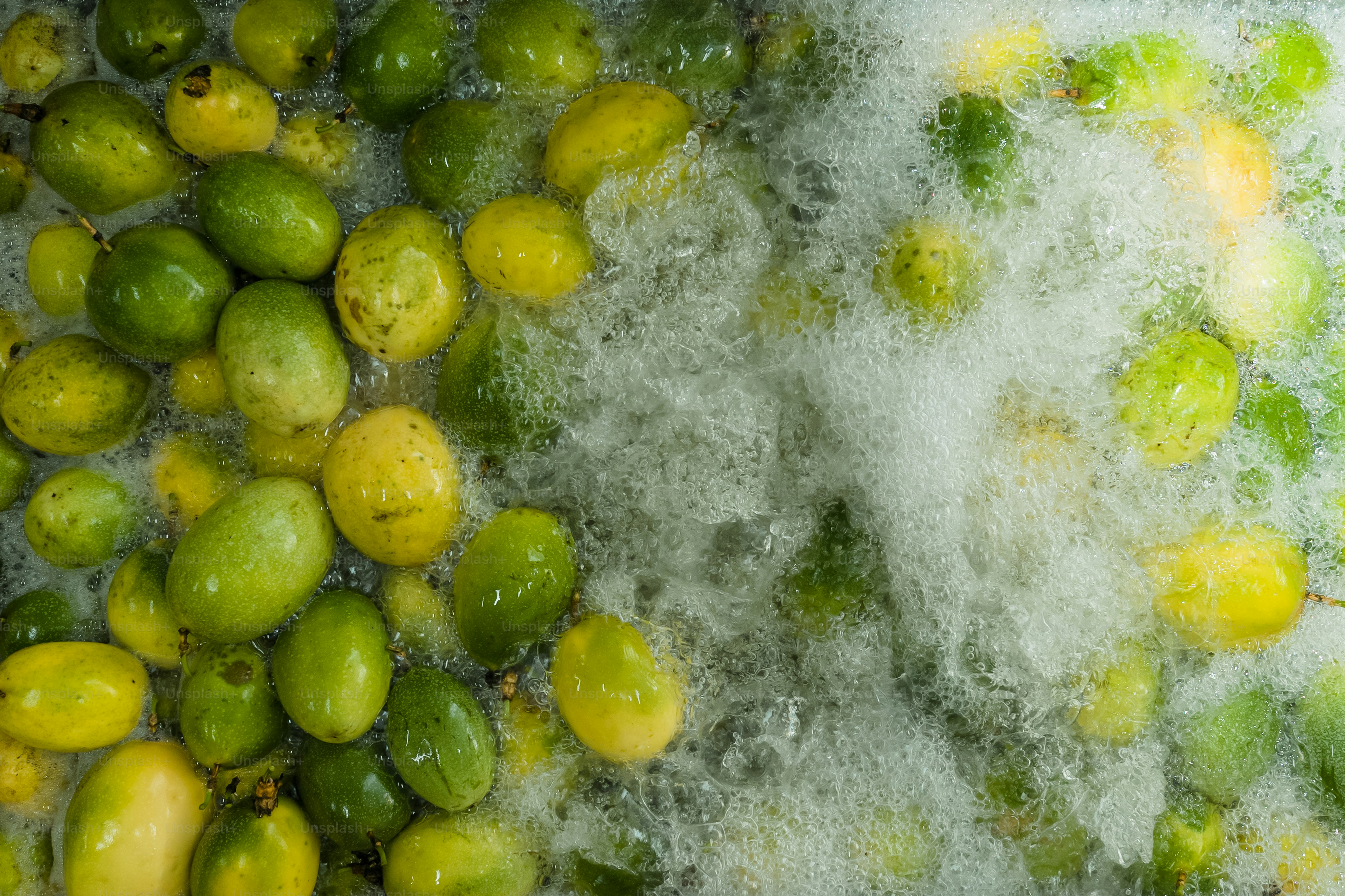 Green and yellow mangoes being washed with water photo – Harvest Image ...