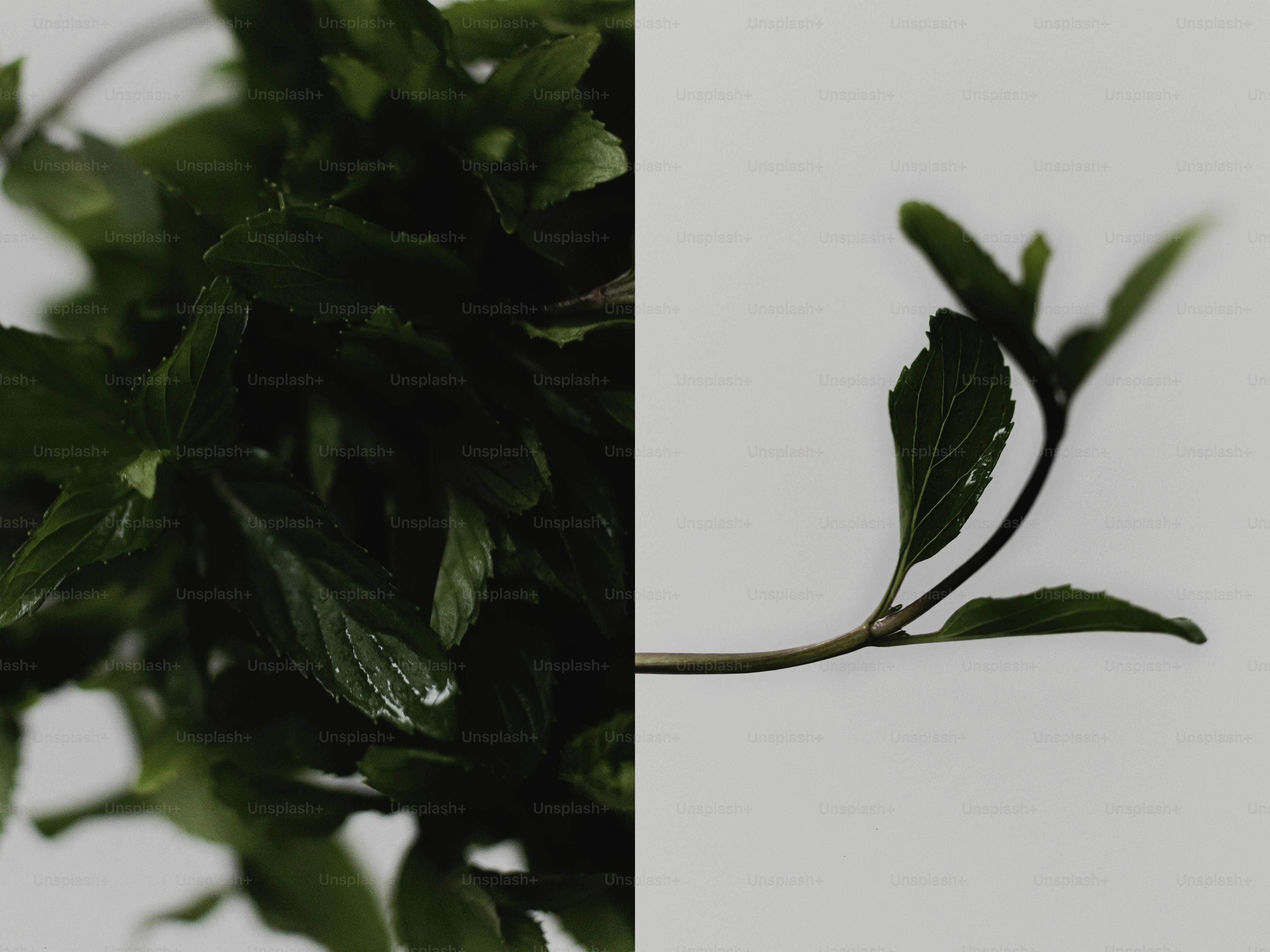 Close-up of green leaves against a white background