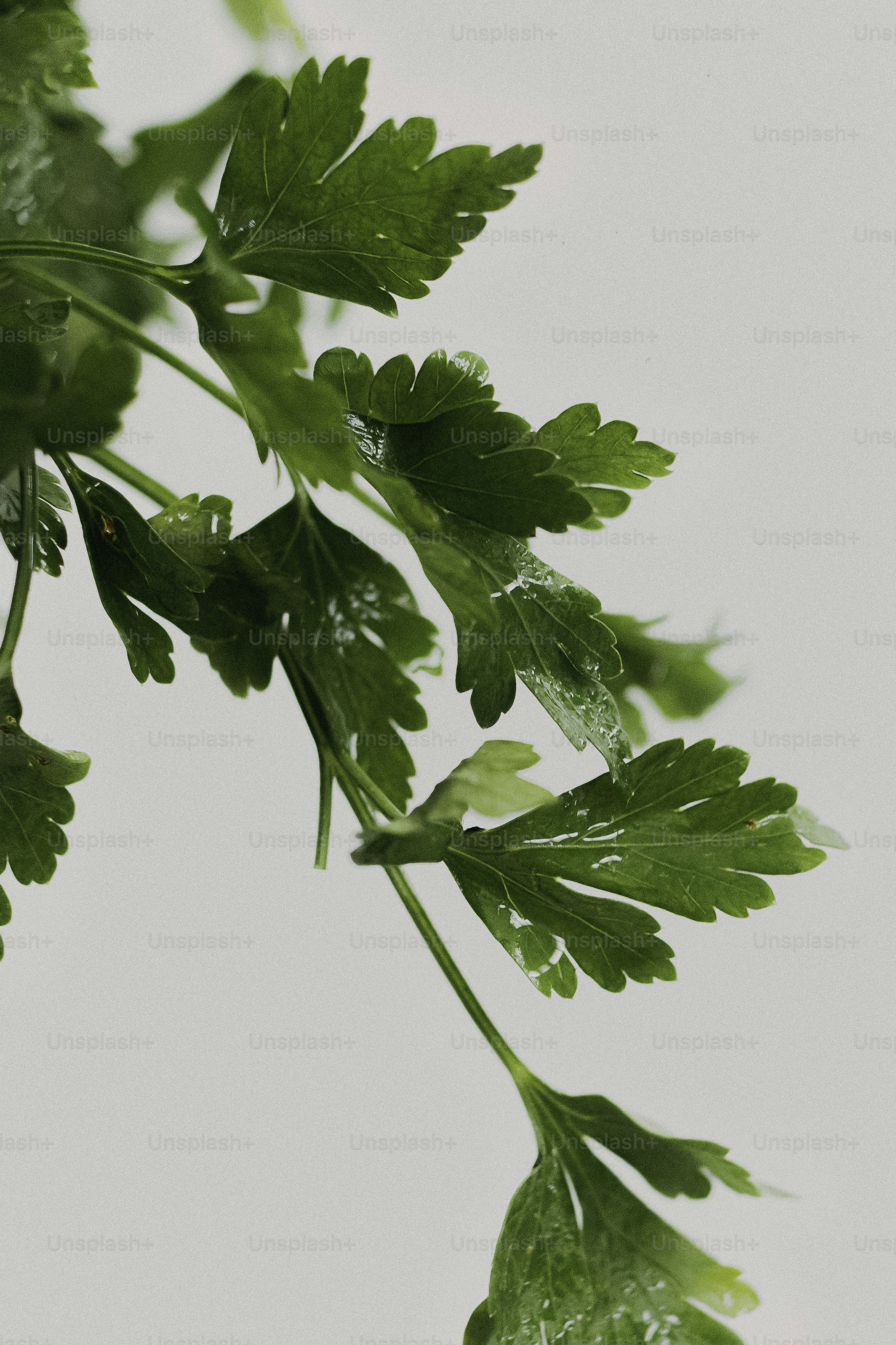 Fresh parsley leaves with water droplets