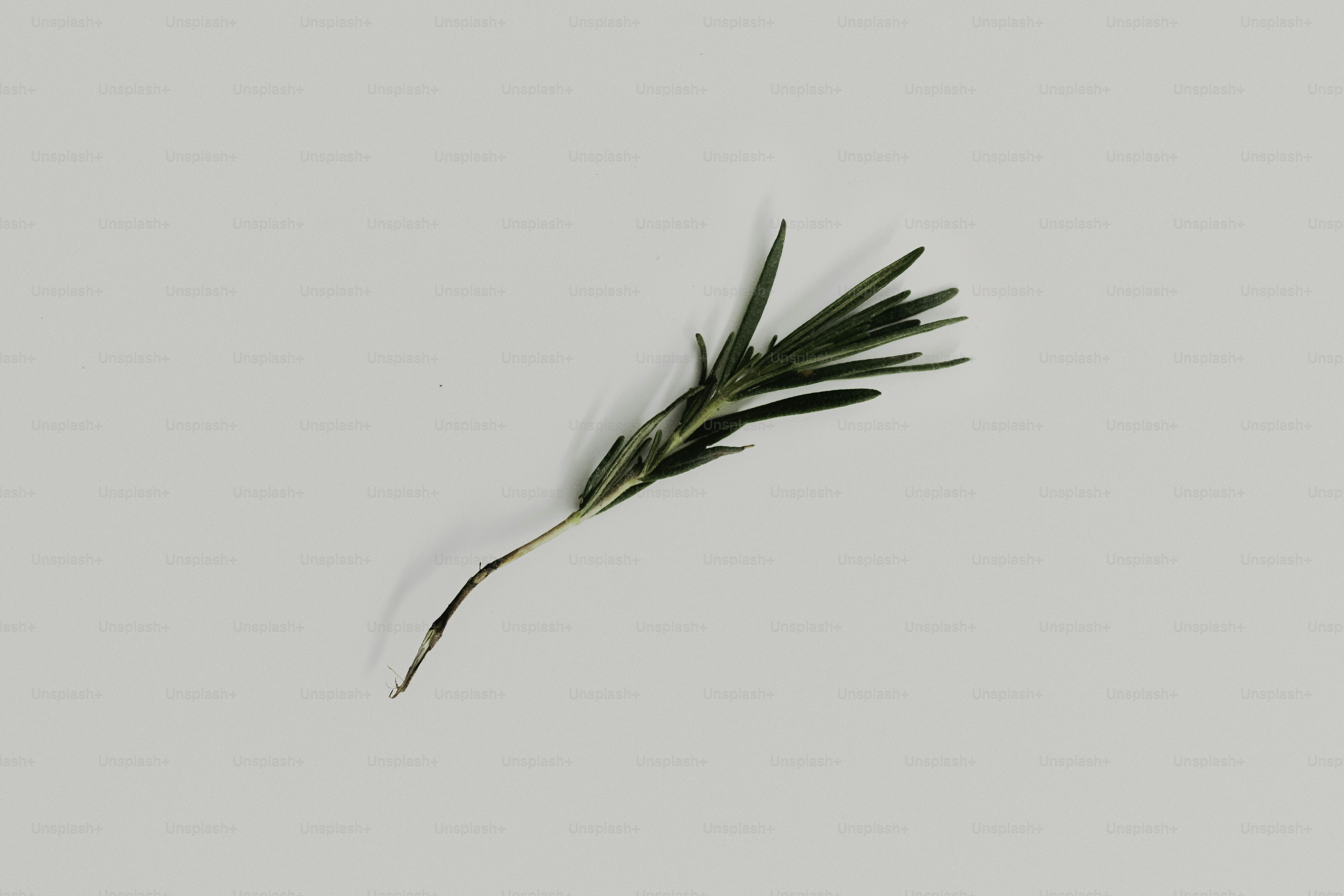 A single sprig of rosemary on a white background