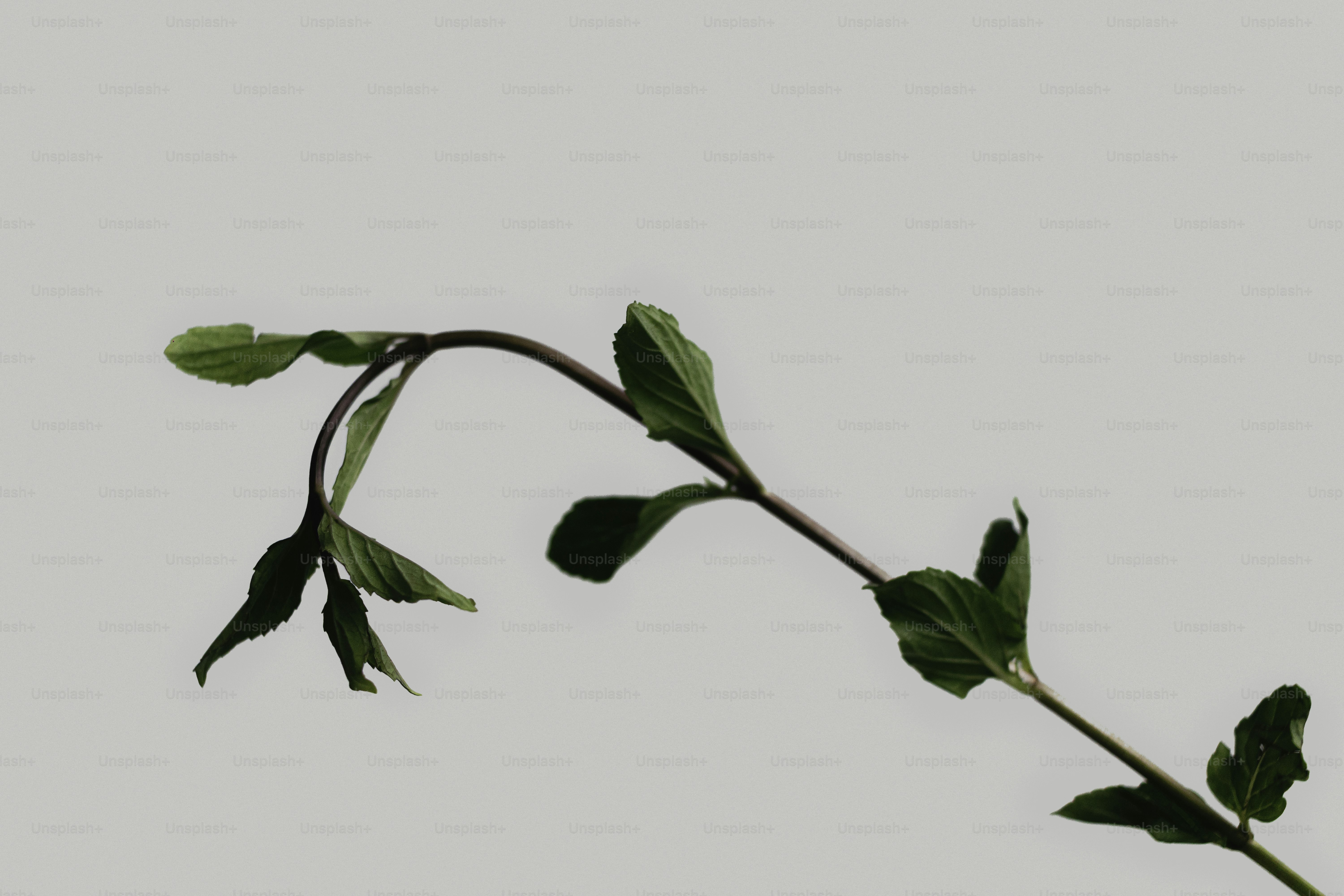 A green plant branch with leaves against a light background