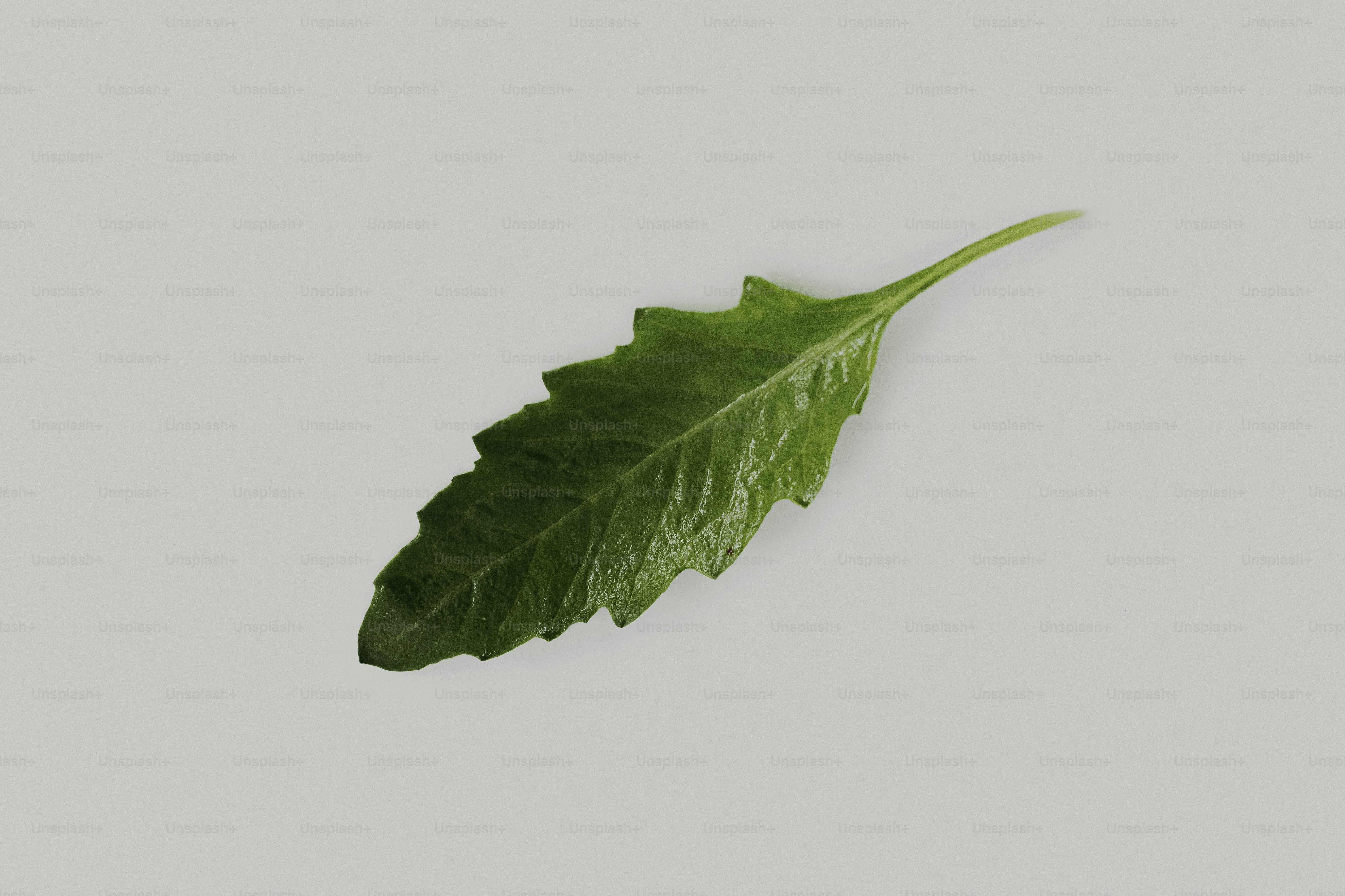 A single green leaf on a white background