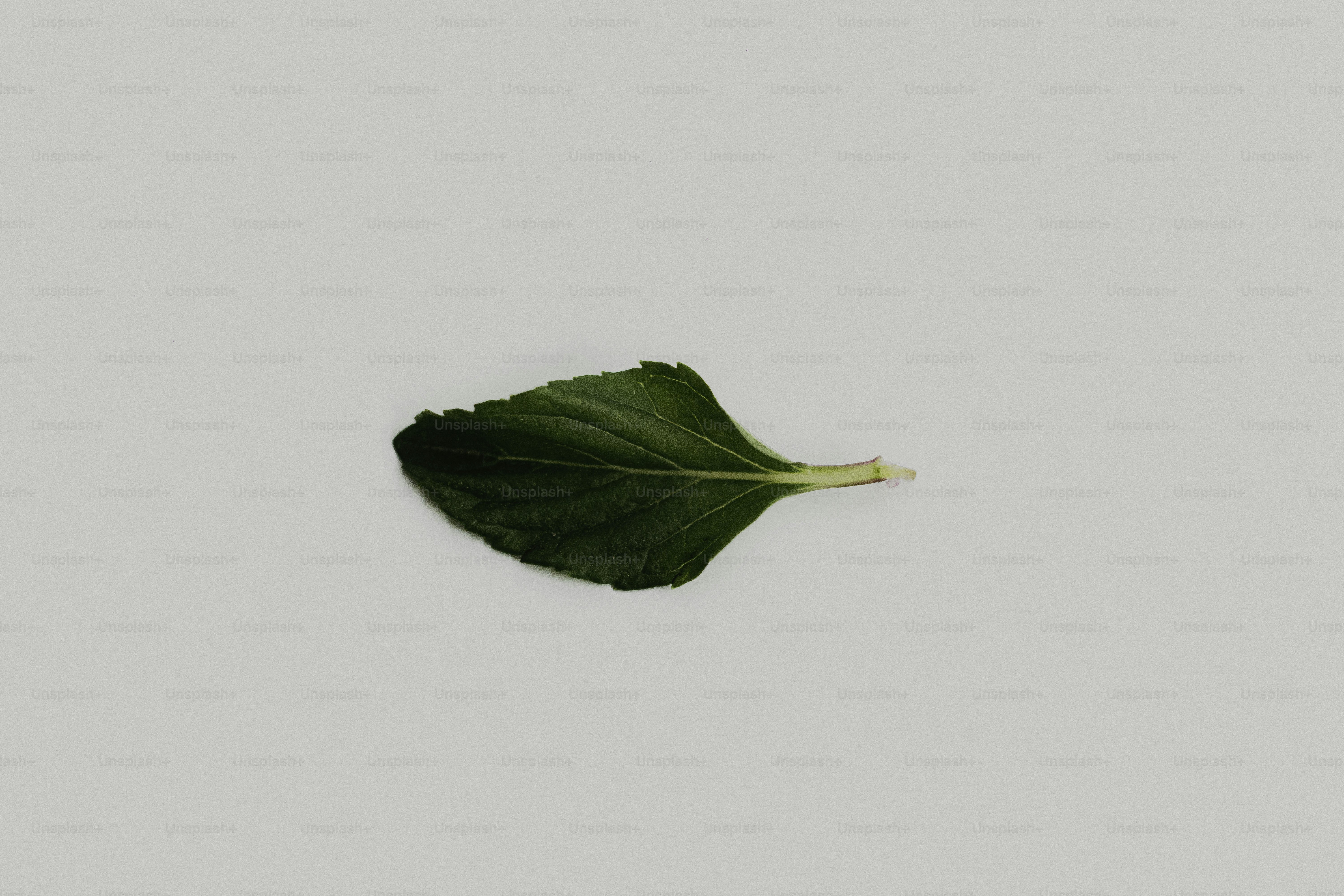 A single green leaf on a white background photo – Natural Image on Unsplash