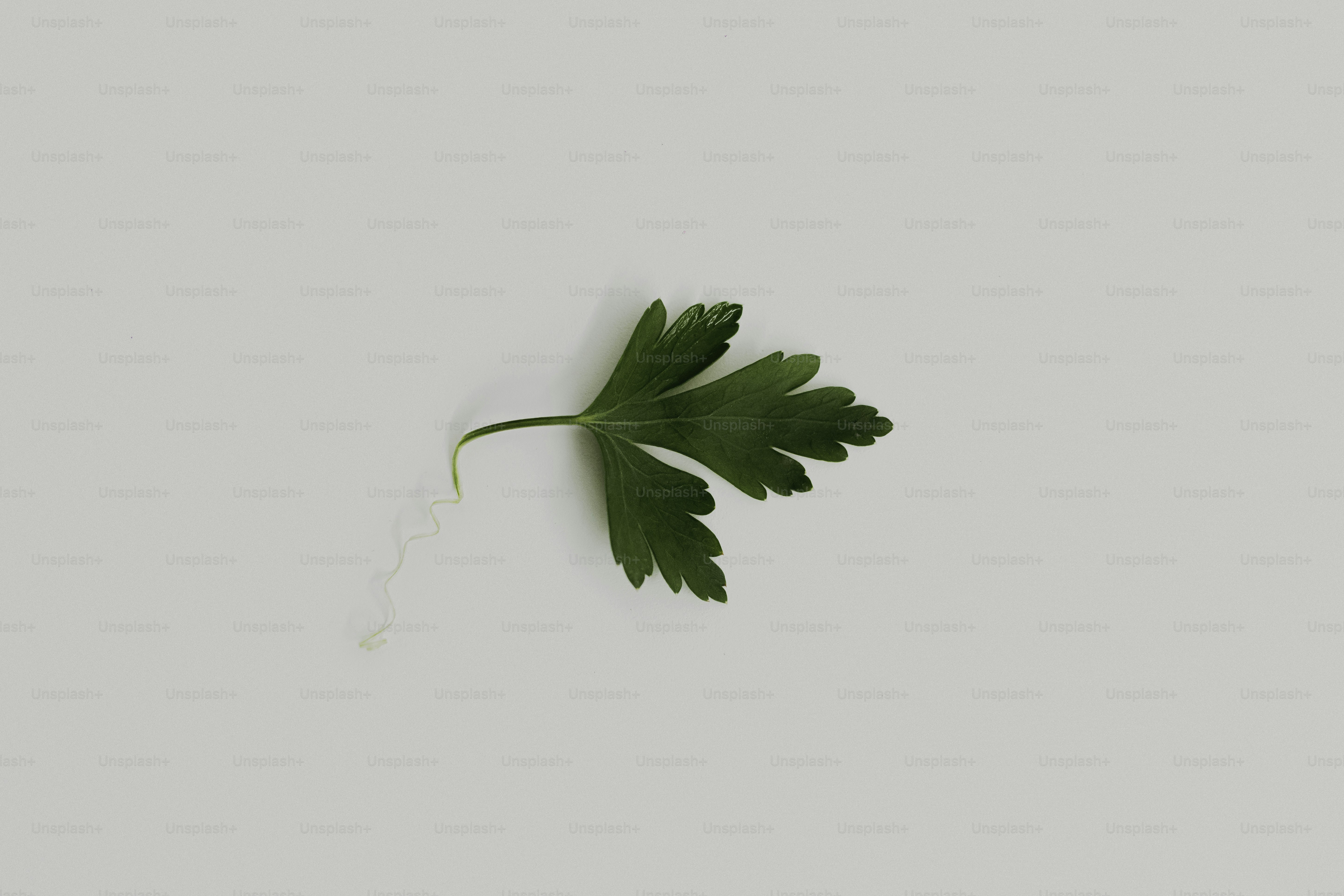 A single green parsley leaf on a white background
