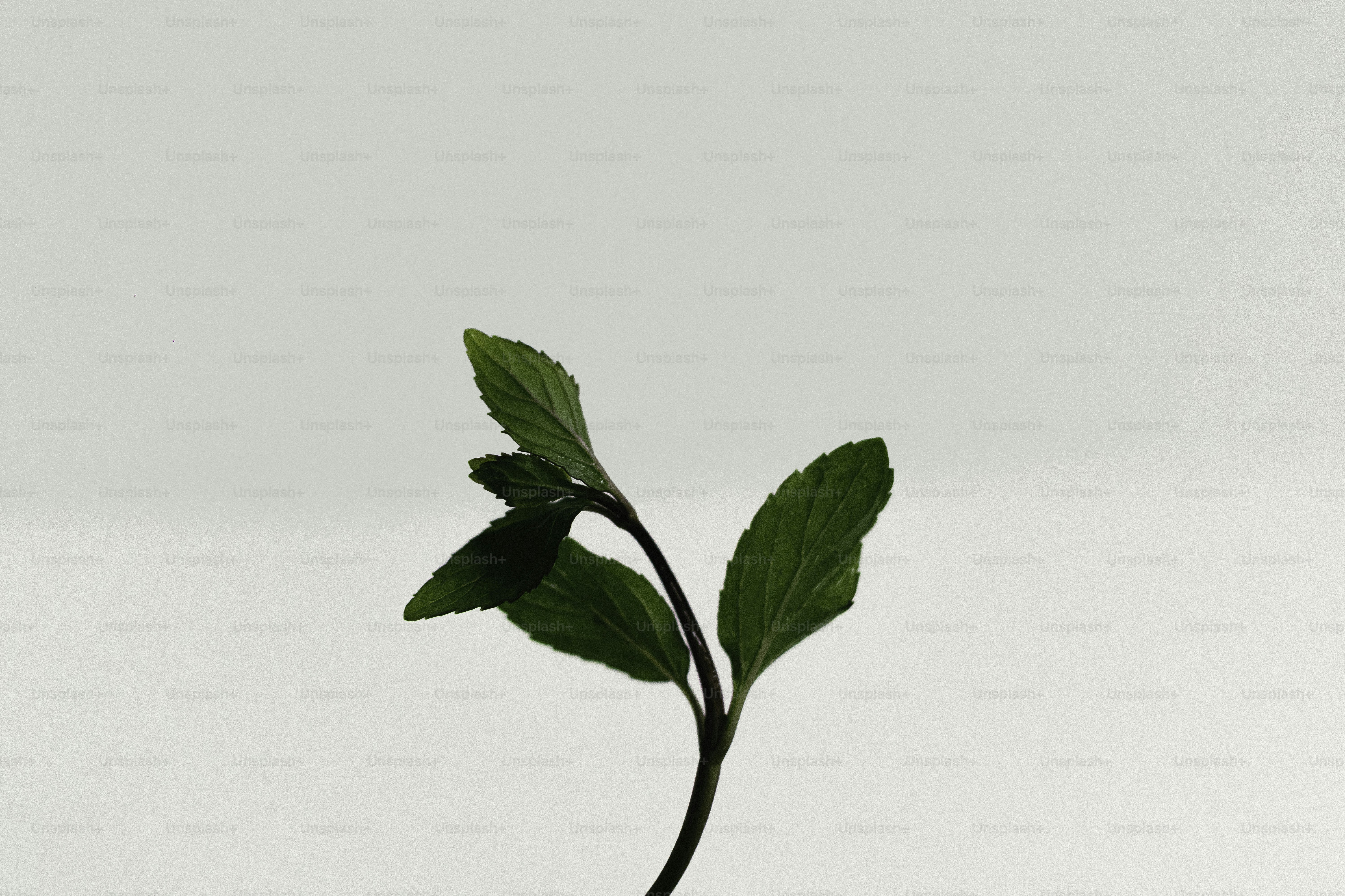 A single green plant sprout against a white background