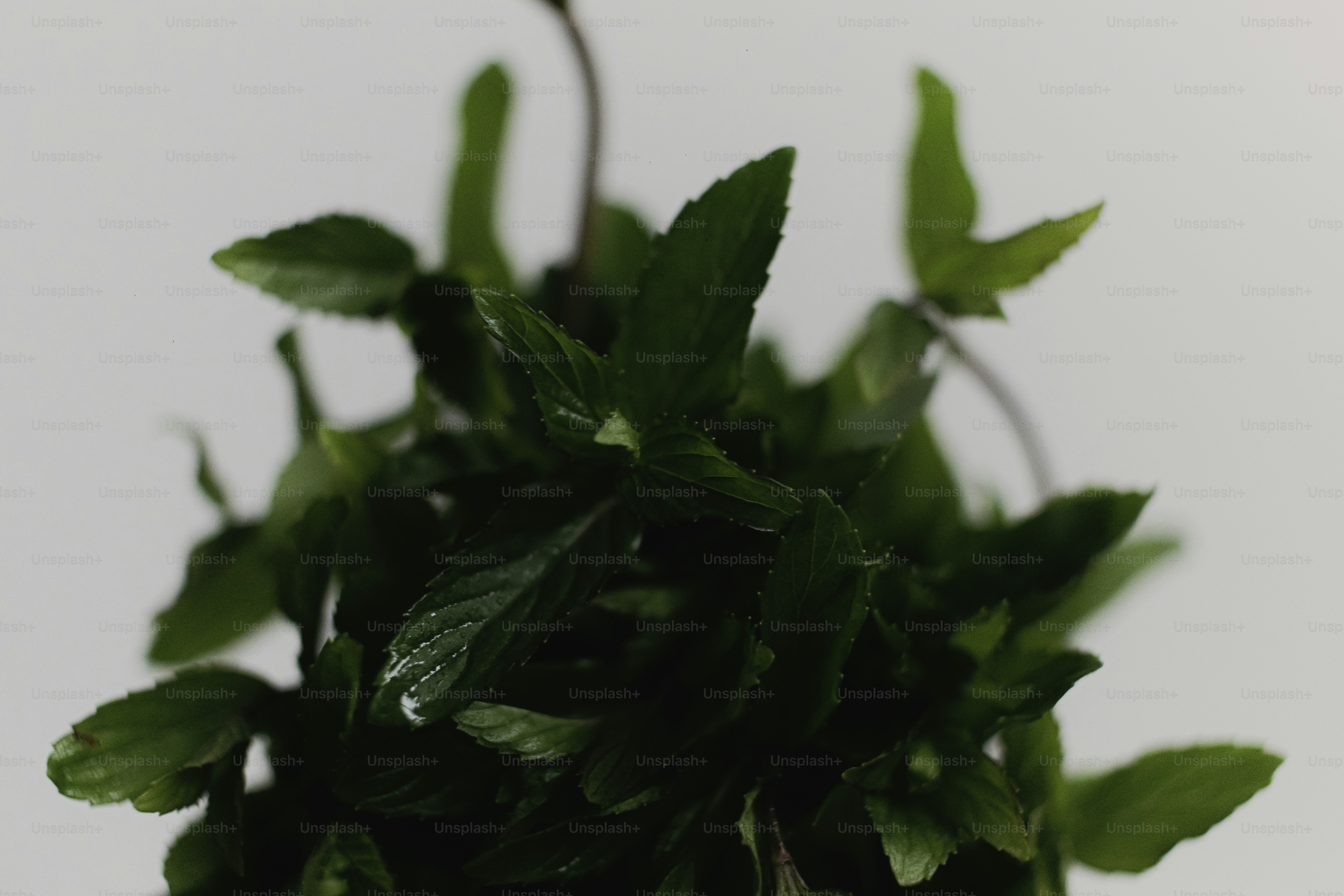 A close-up of a lush green plant with serrated leaves