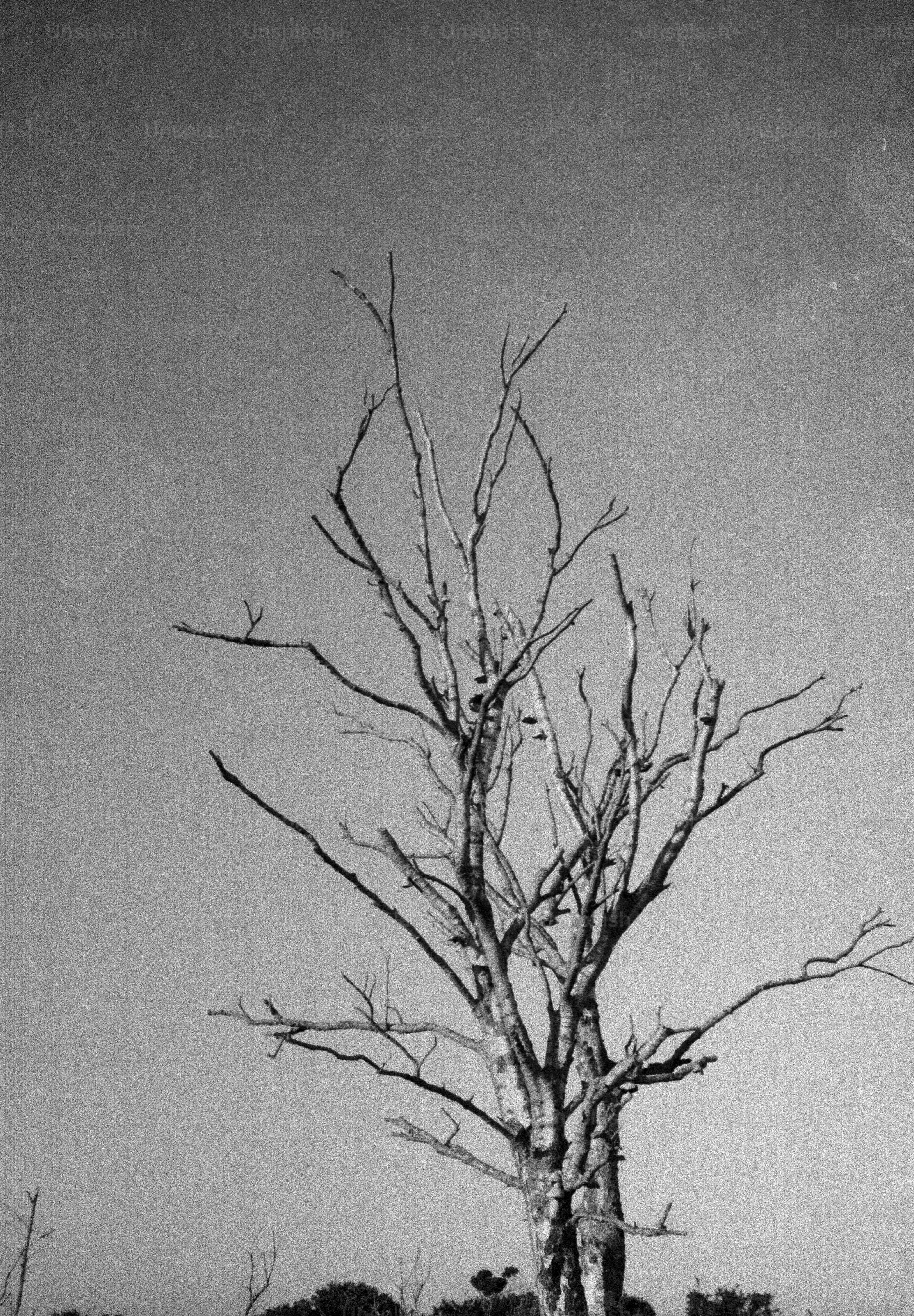 Bare branches of a dead tree against sky