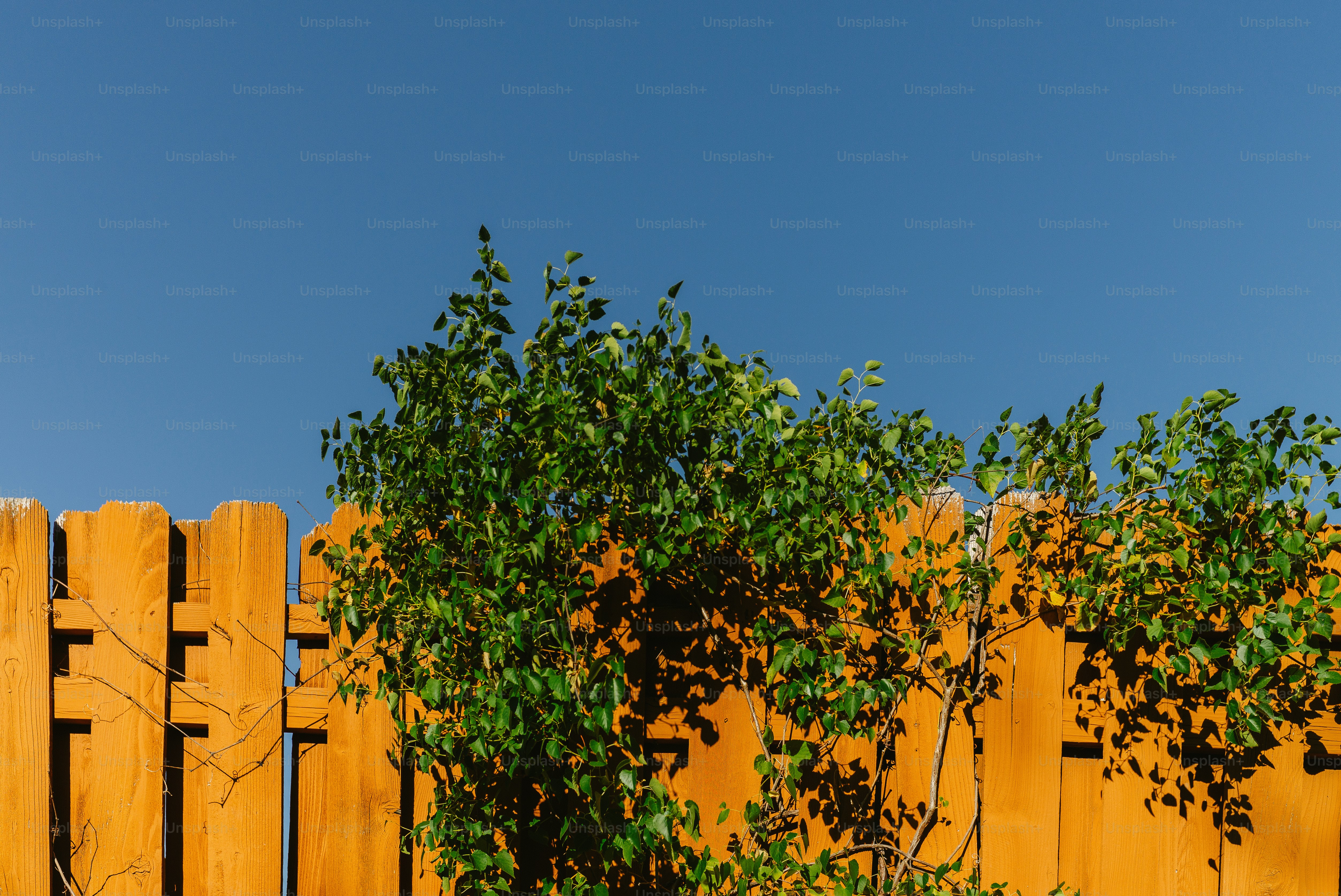 Wooden fence with green trees against blue sky