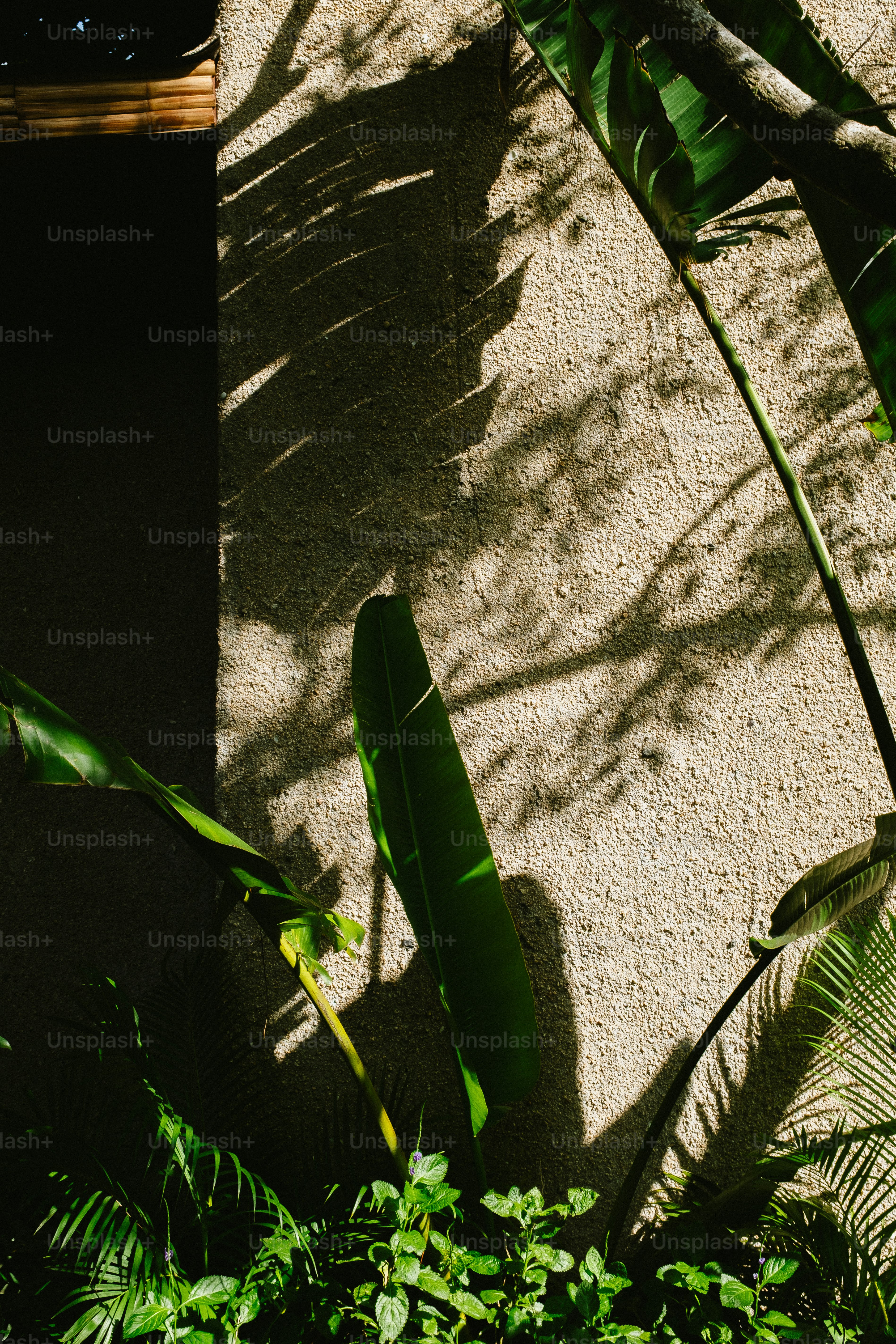Sonnenlicht wirft Schatten tropischer Blätter auf eine strukturierte Wand.