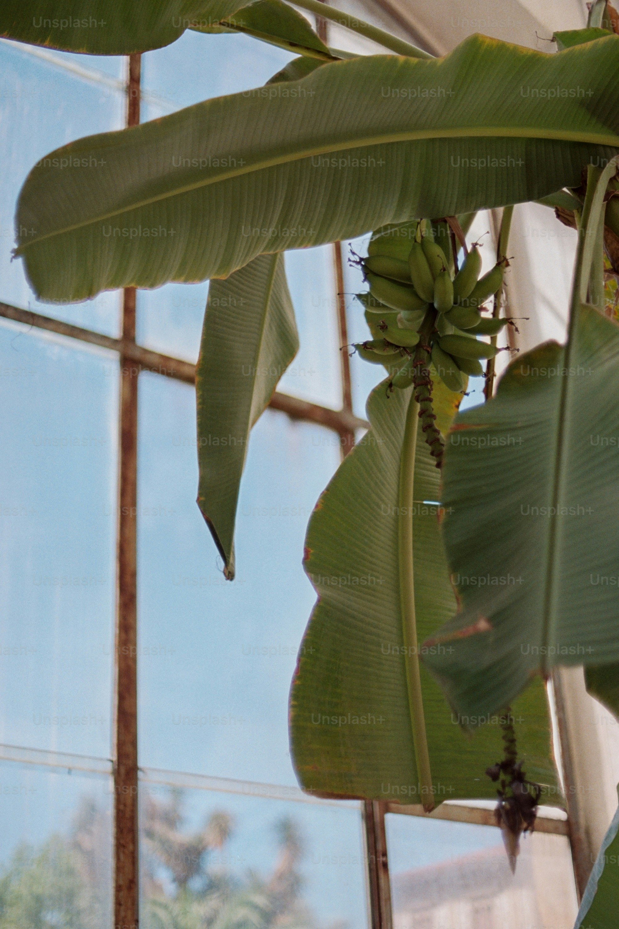 Green bananas growing on a plant indoors.