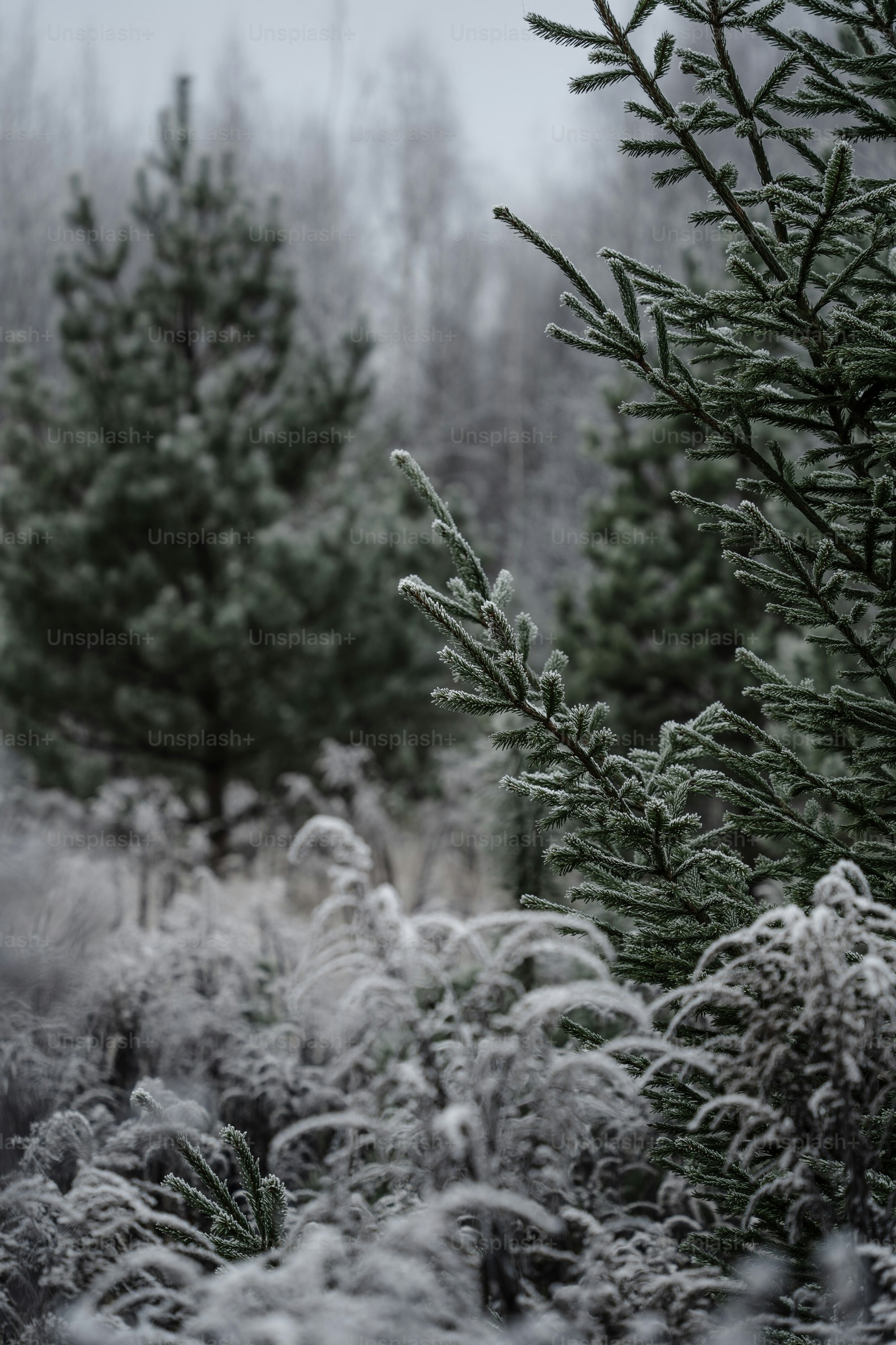 Frosted evergreen branches in a winter forest
