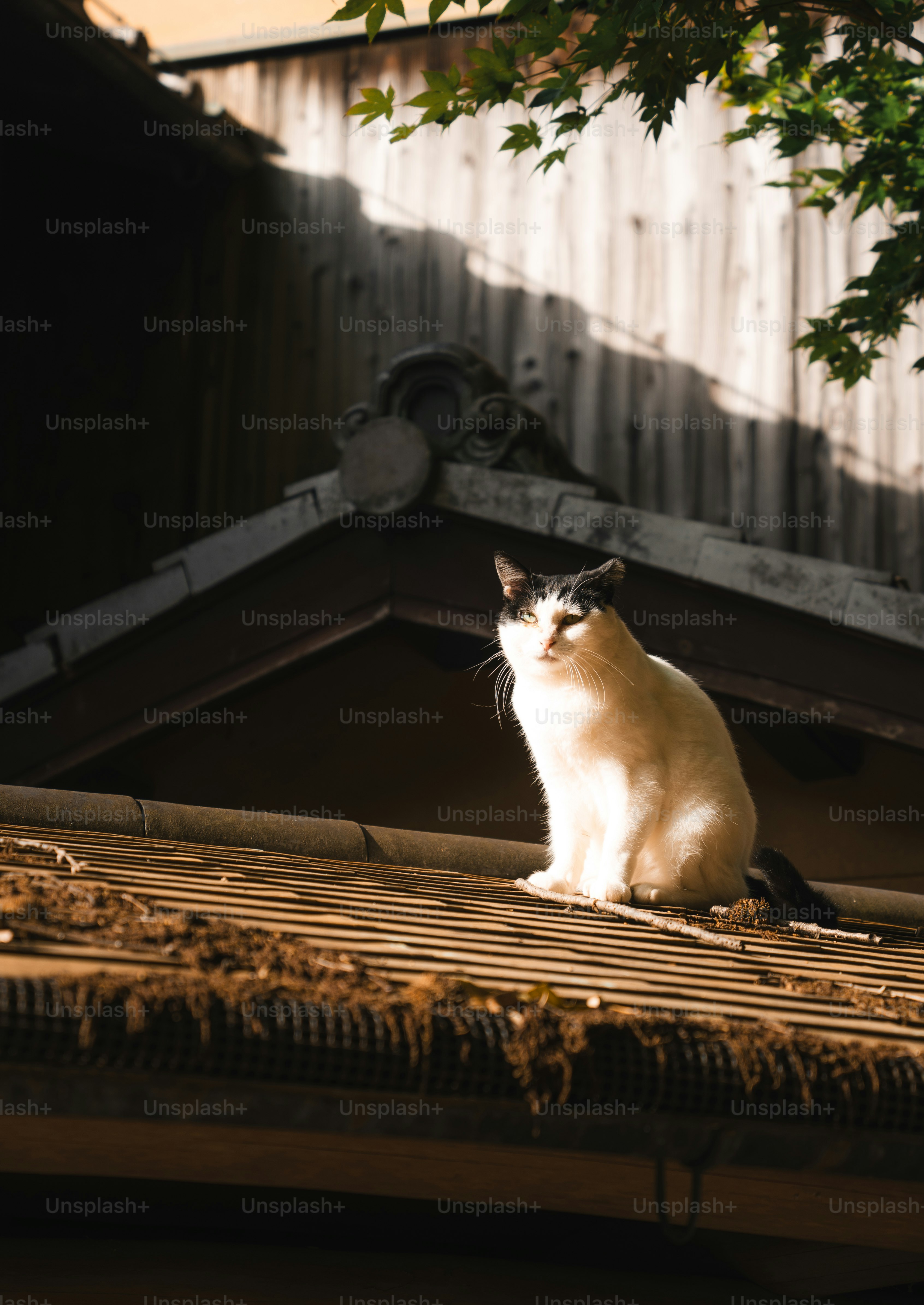 A cat sits on a tiled roof in sunlight.