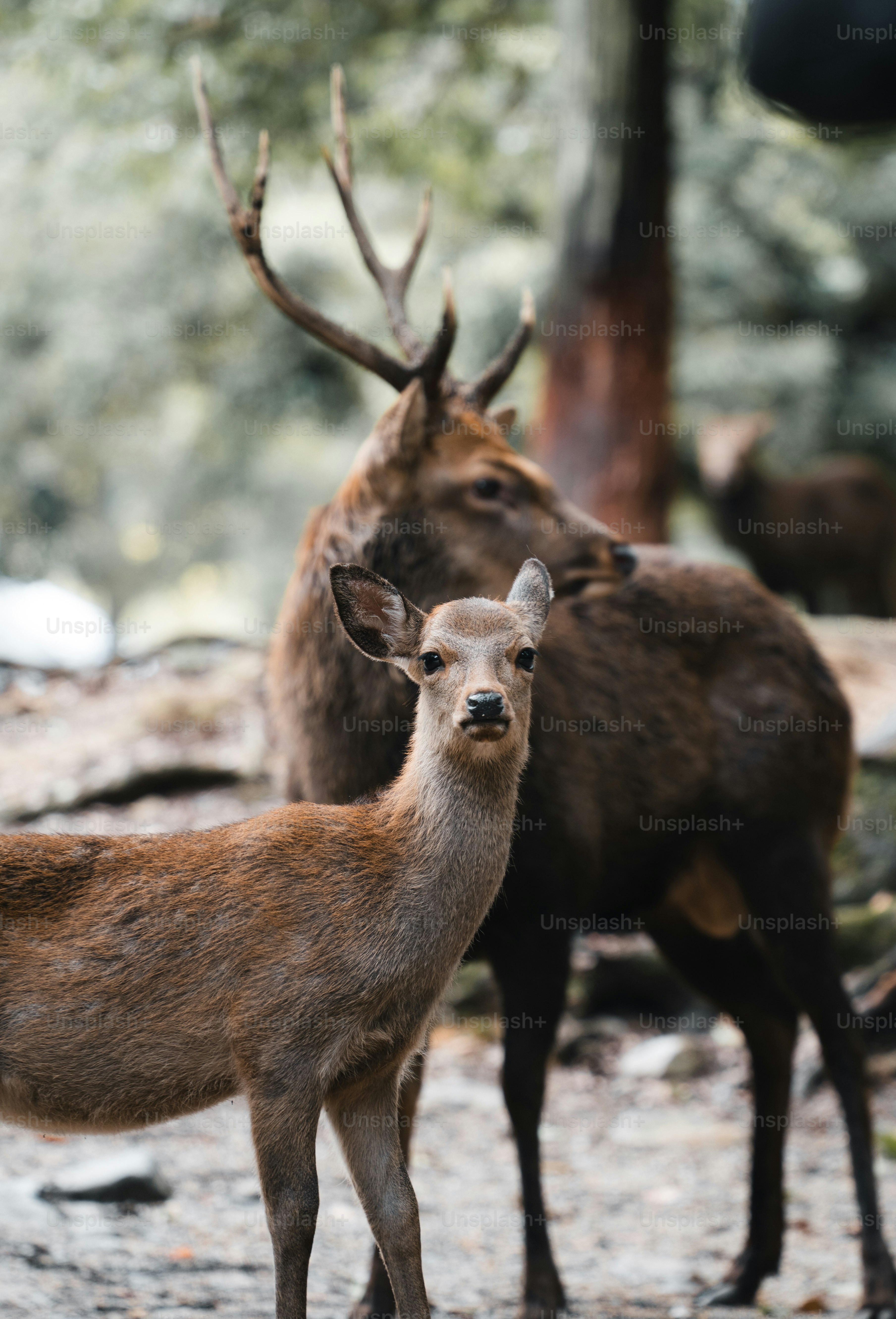A young deer stands in front of a stag.