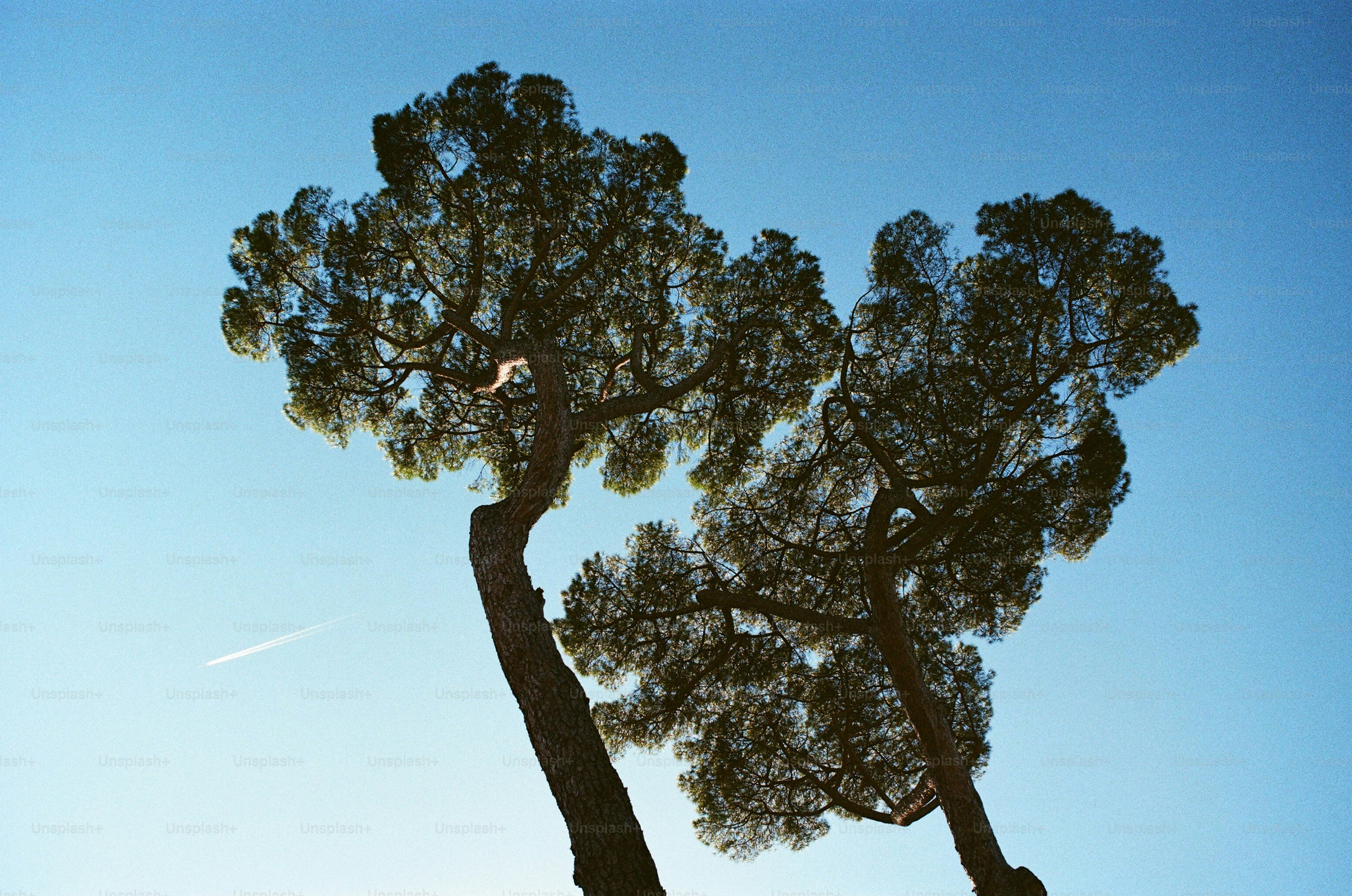Two pine trees silhouetted against a clear blue sky