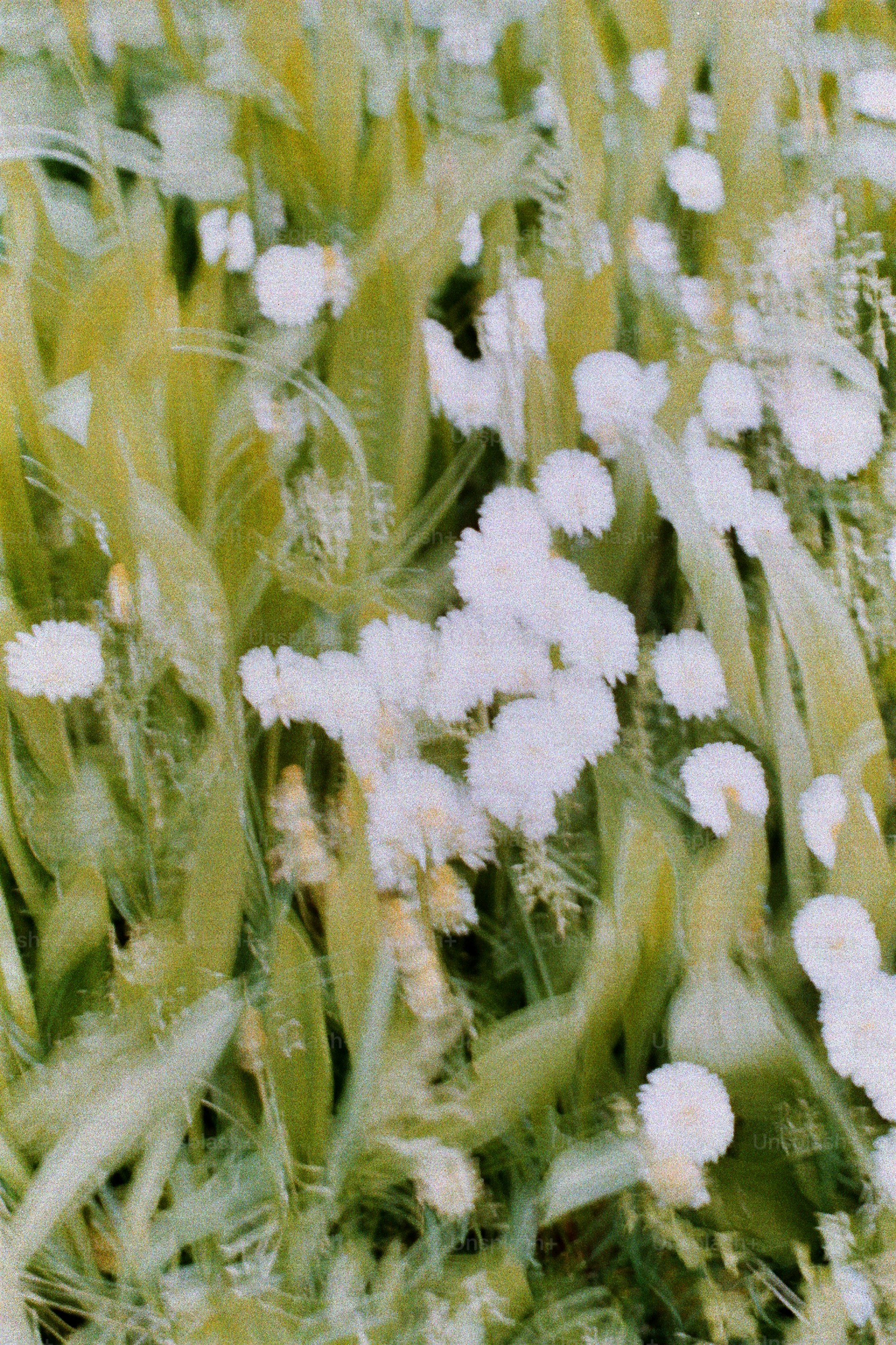 Soft focus white flowers among green foliage