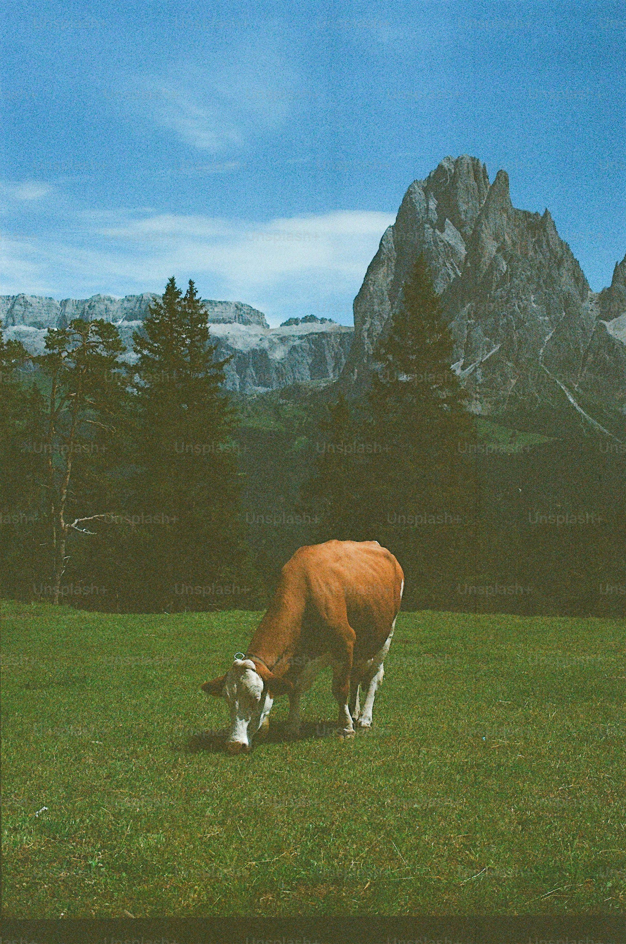 A cow grazing in a green meadow with mountains. photo – Cow Image on ...
