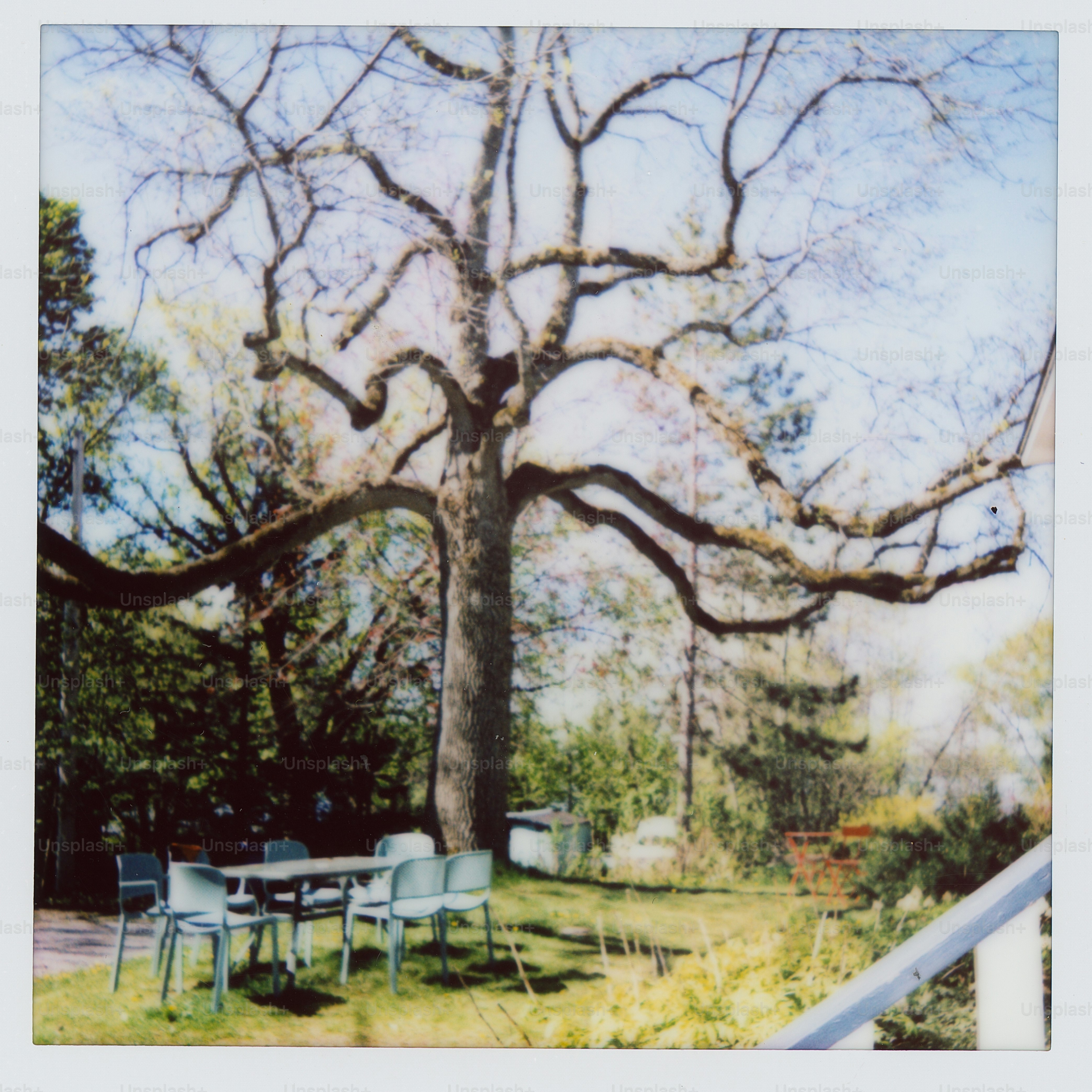 Large tree with outdoor seating area in a yard