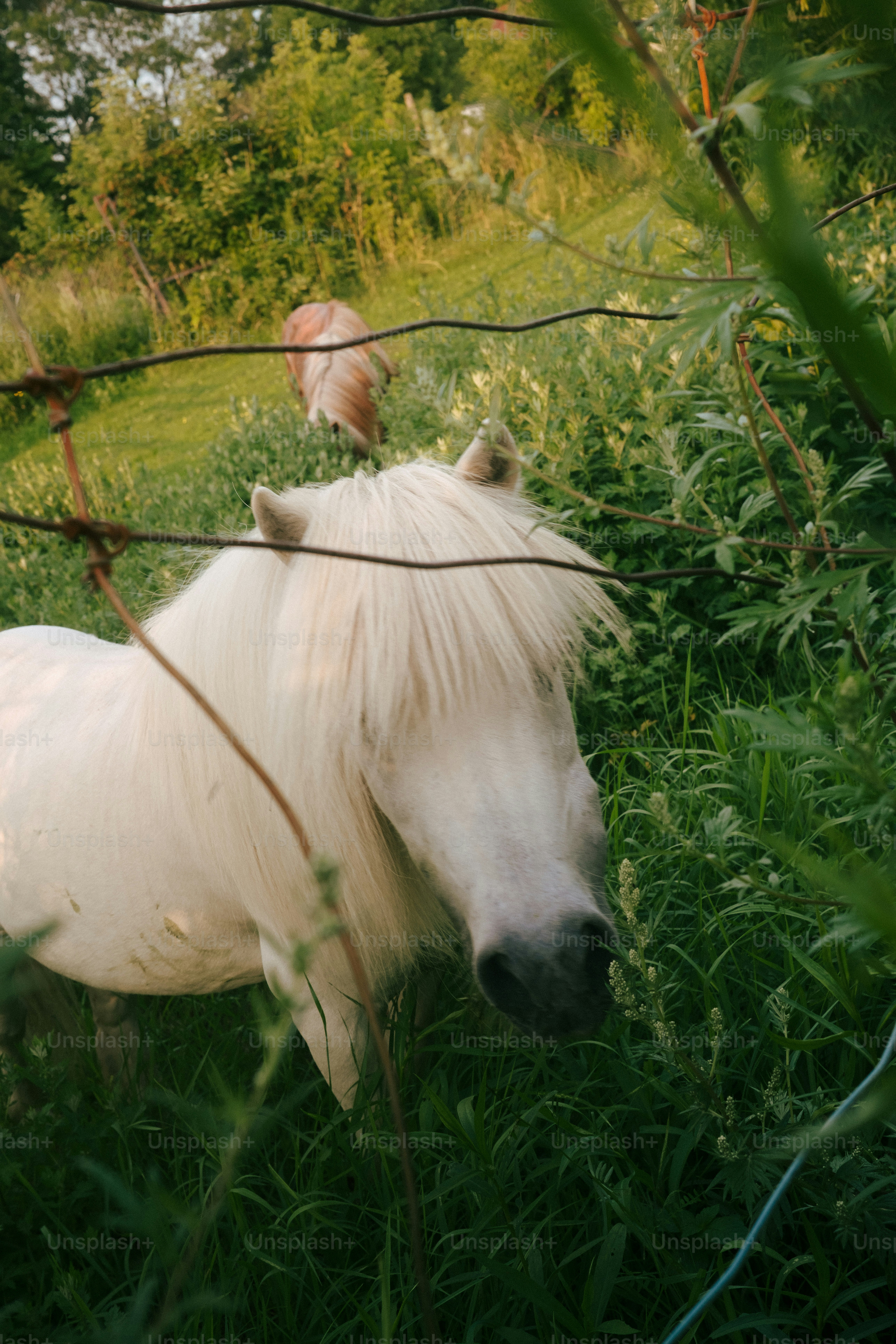 White pony with long mane in grassy field