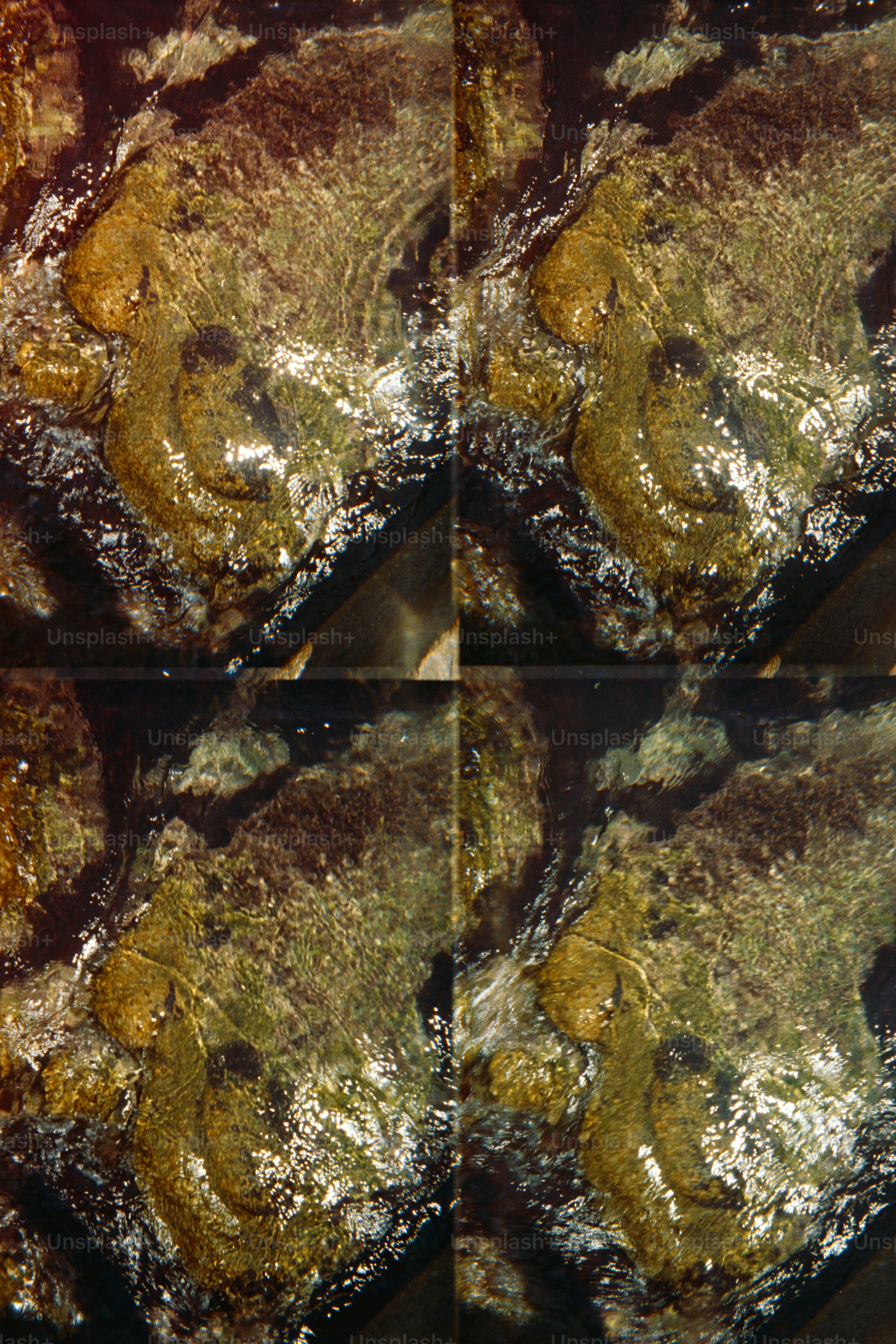 Four images of a sea slug on rocks