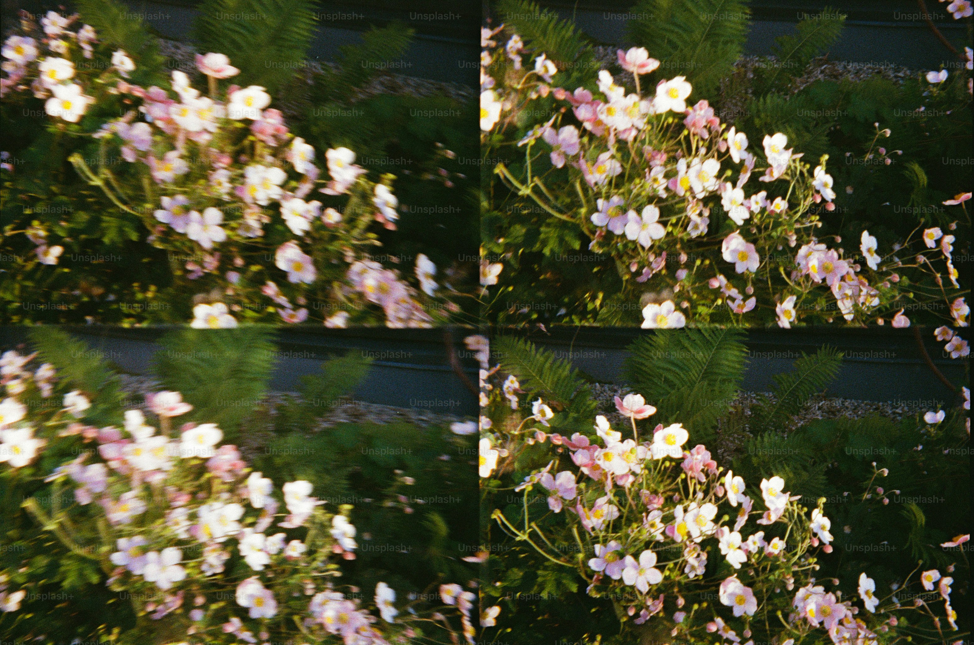 Four panels of delicate pink and white flowers blooming.