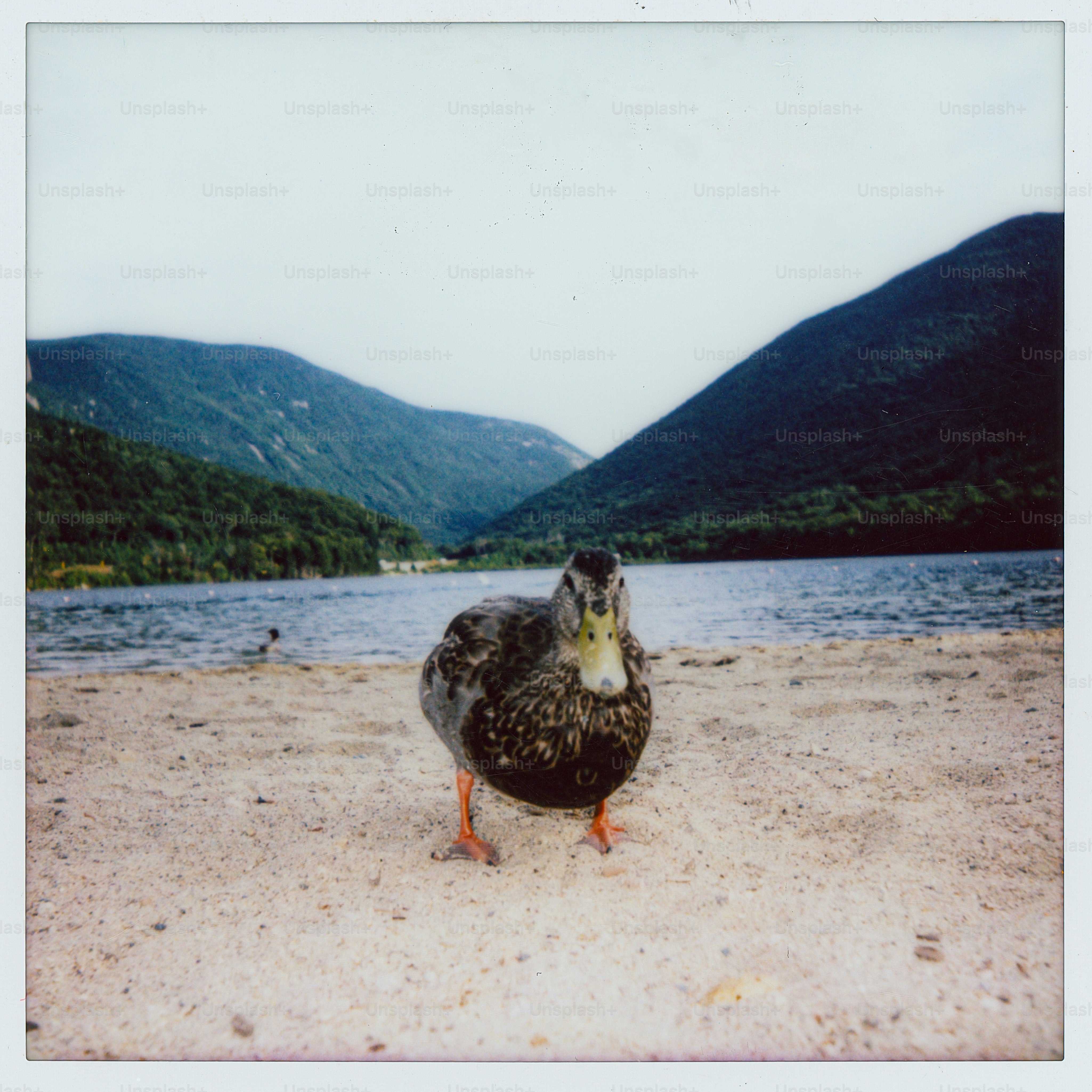A duck stands on a sandy shore by a lake.
