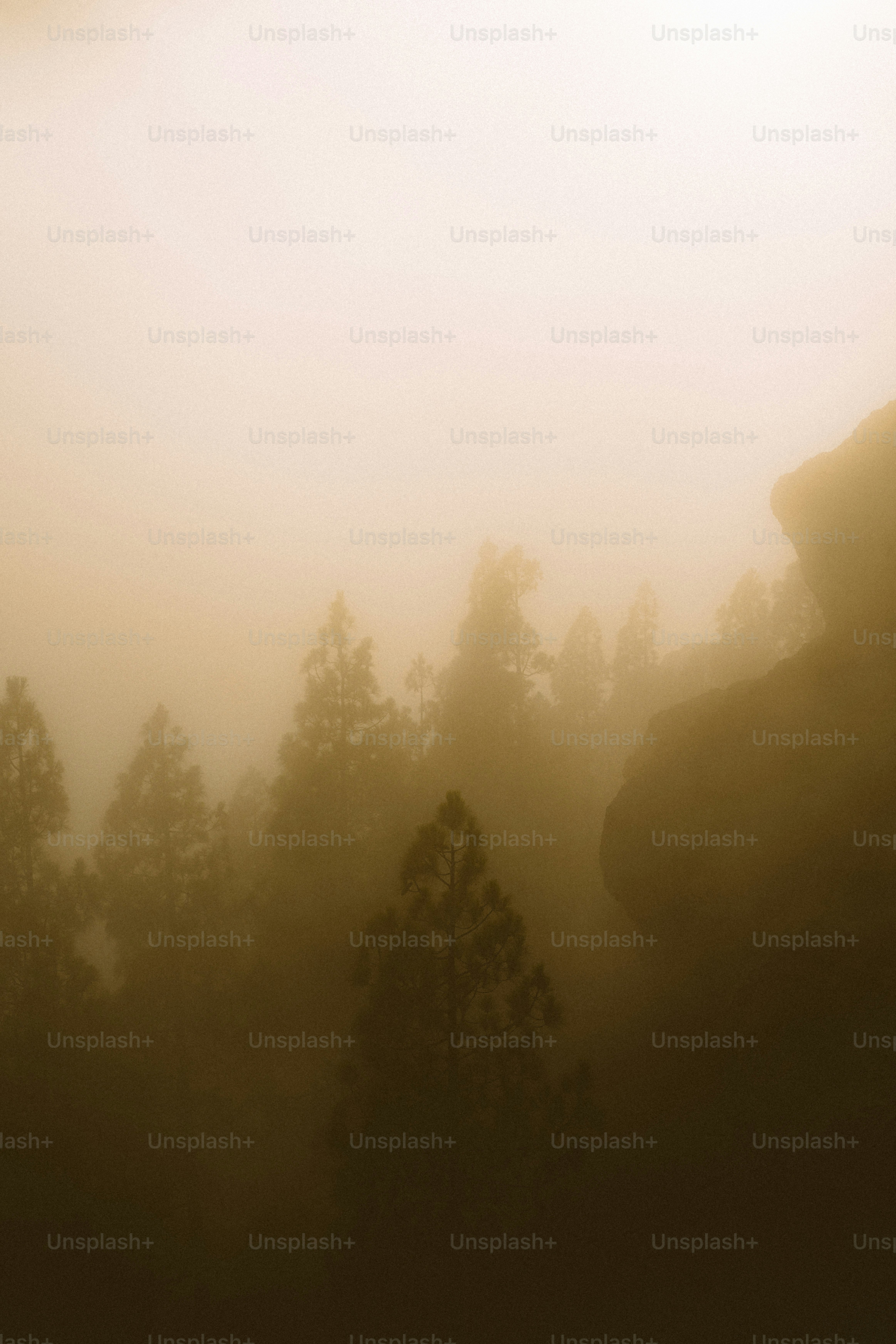 Misty forest with pine trees and large rocks