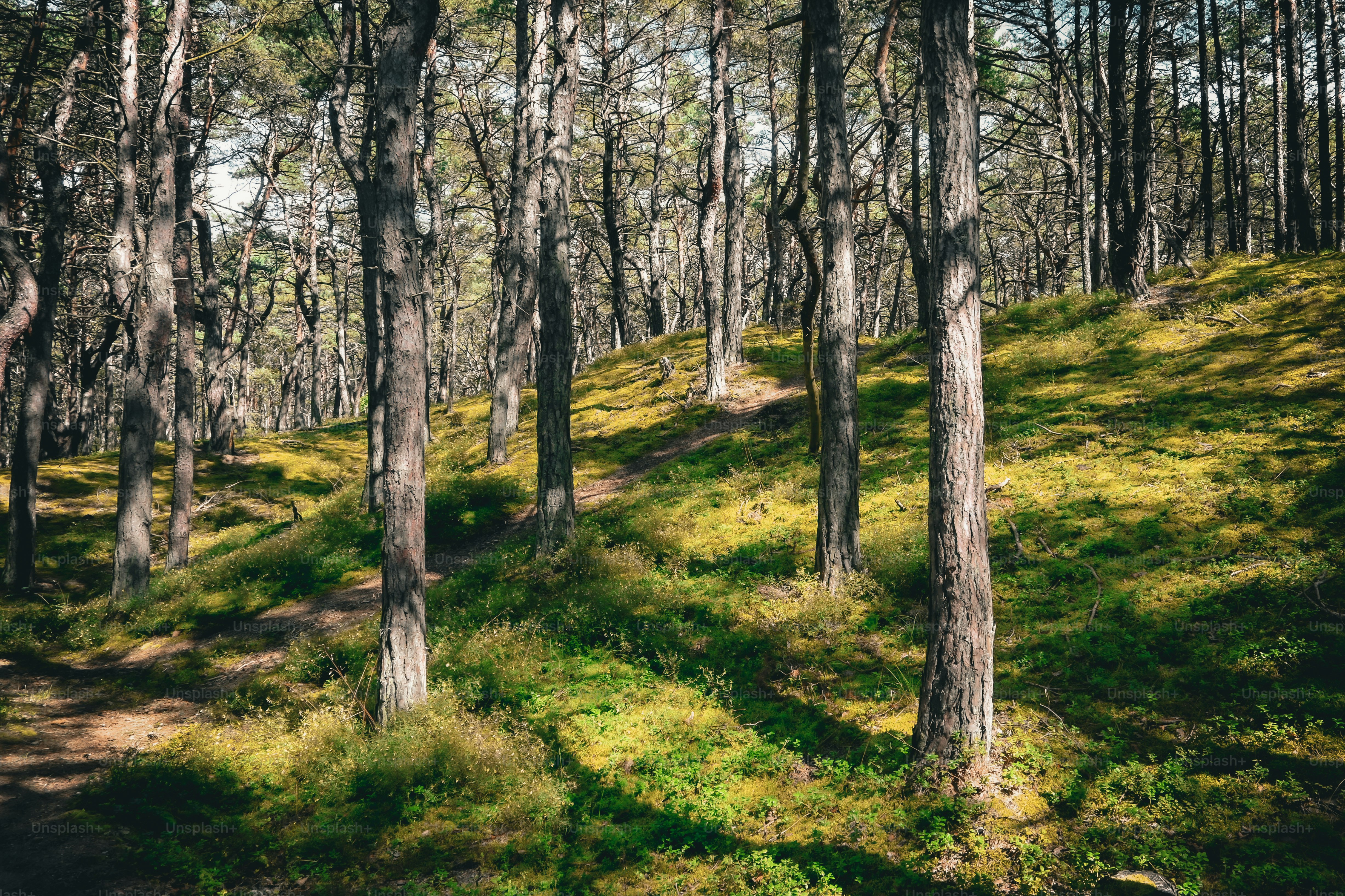 Sunlight filtering through a dense forest canopy.