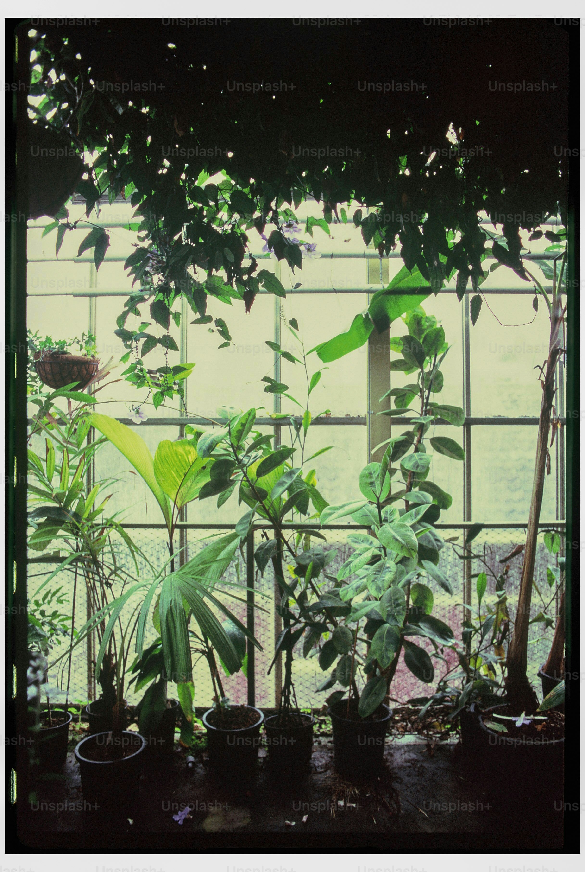 Lush green plants arranged inside a greenhouse window.