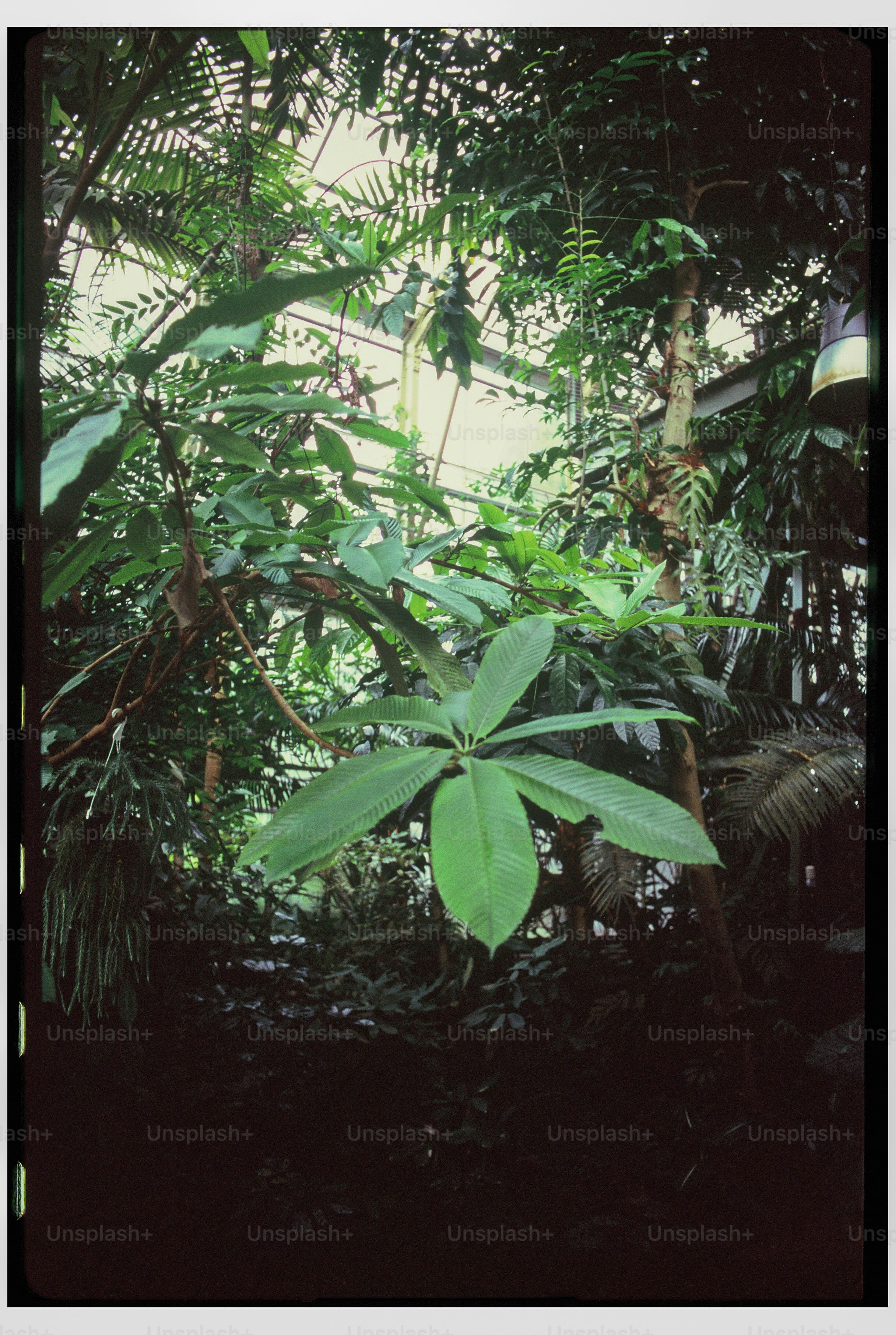 Follaje verde y exuberante en un entorno de selva densa