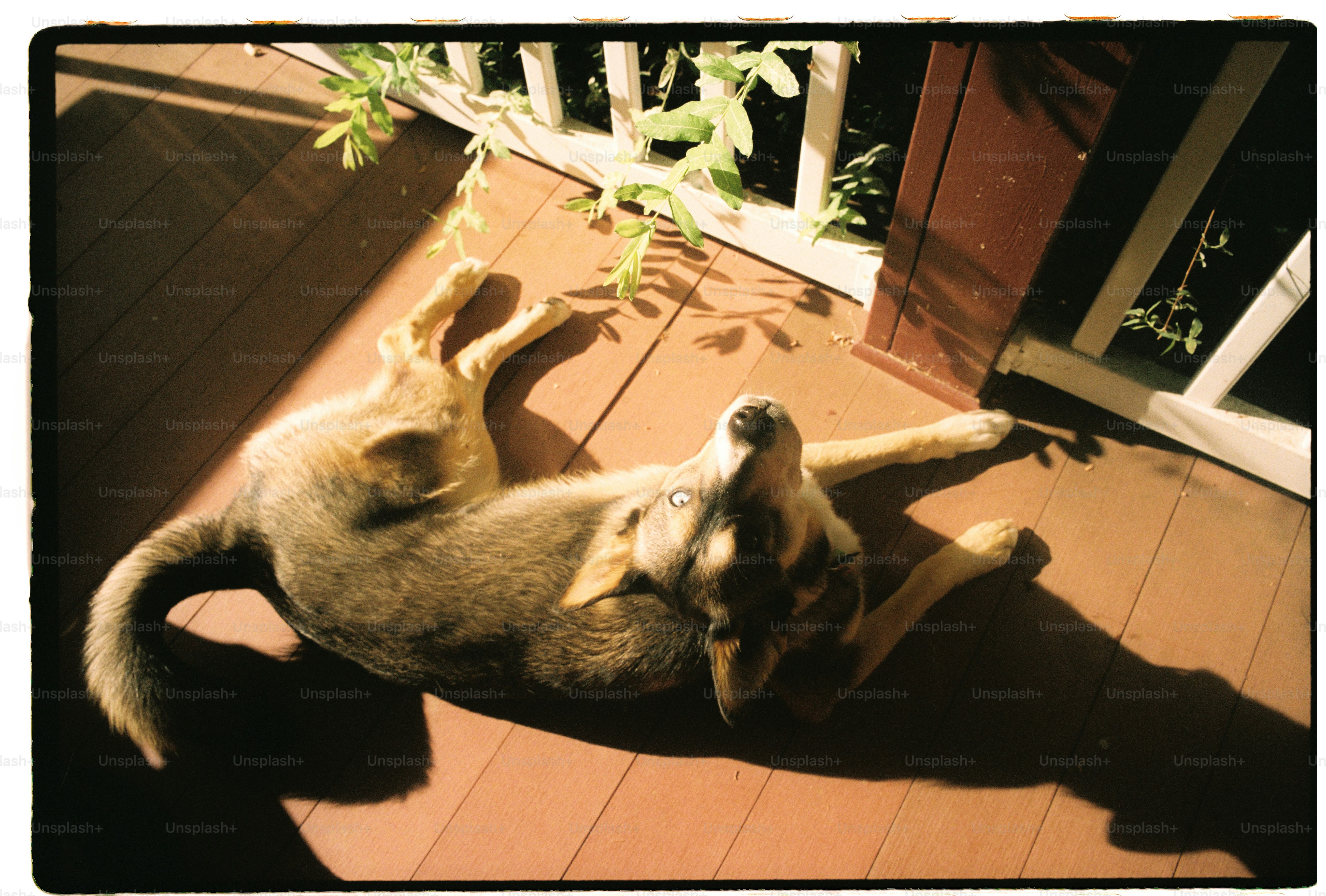 A dog lounges on a wooden deck in sunlight