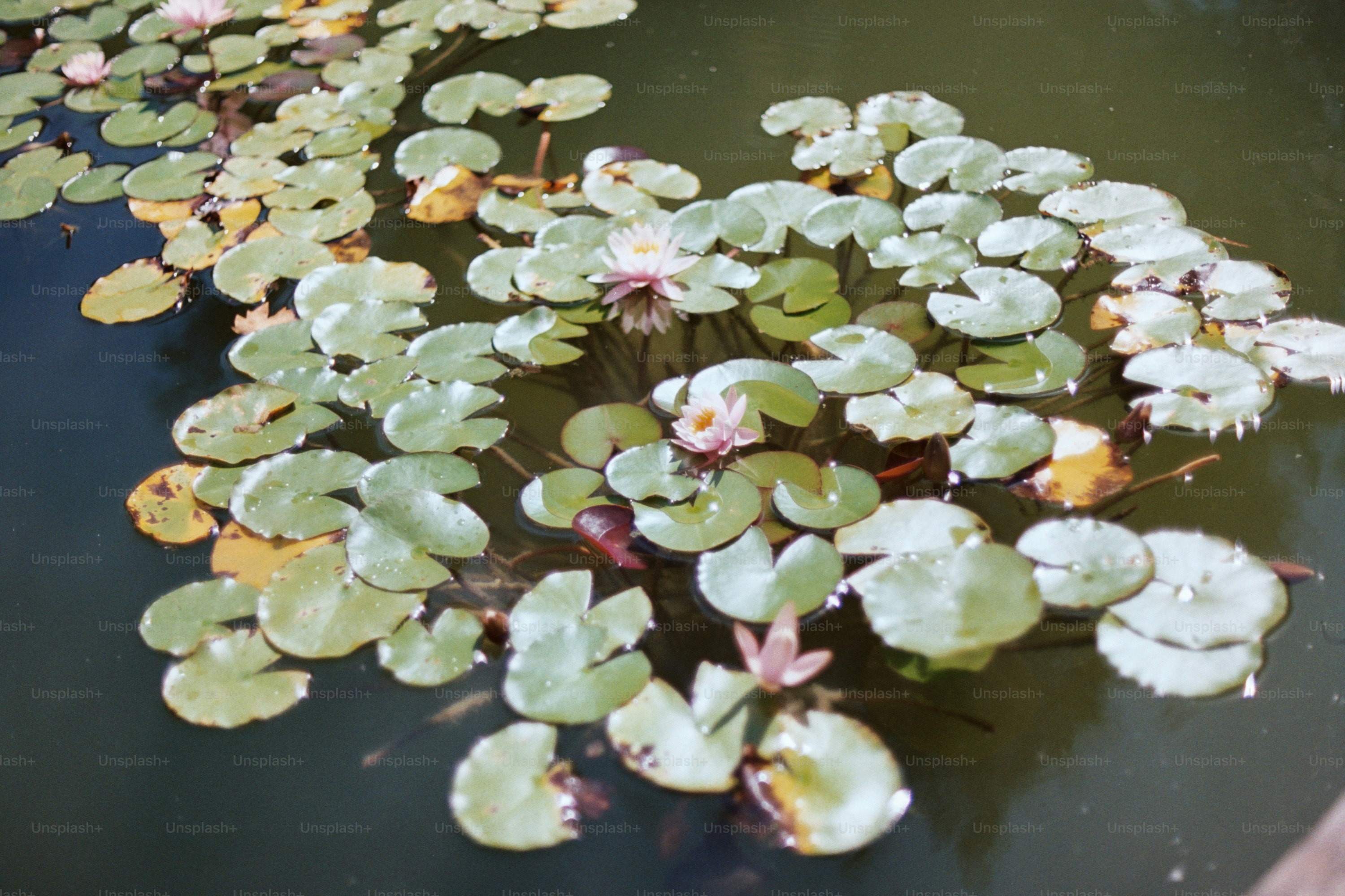 Water lilies floating on a dark pond surface