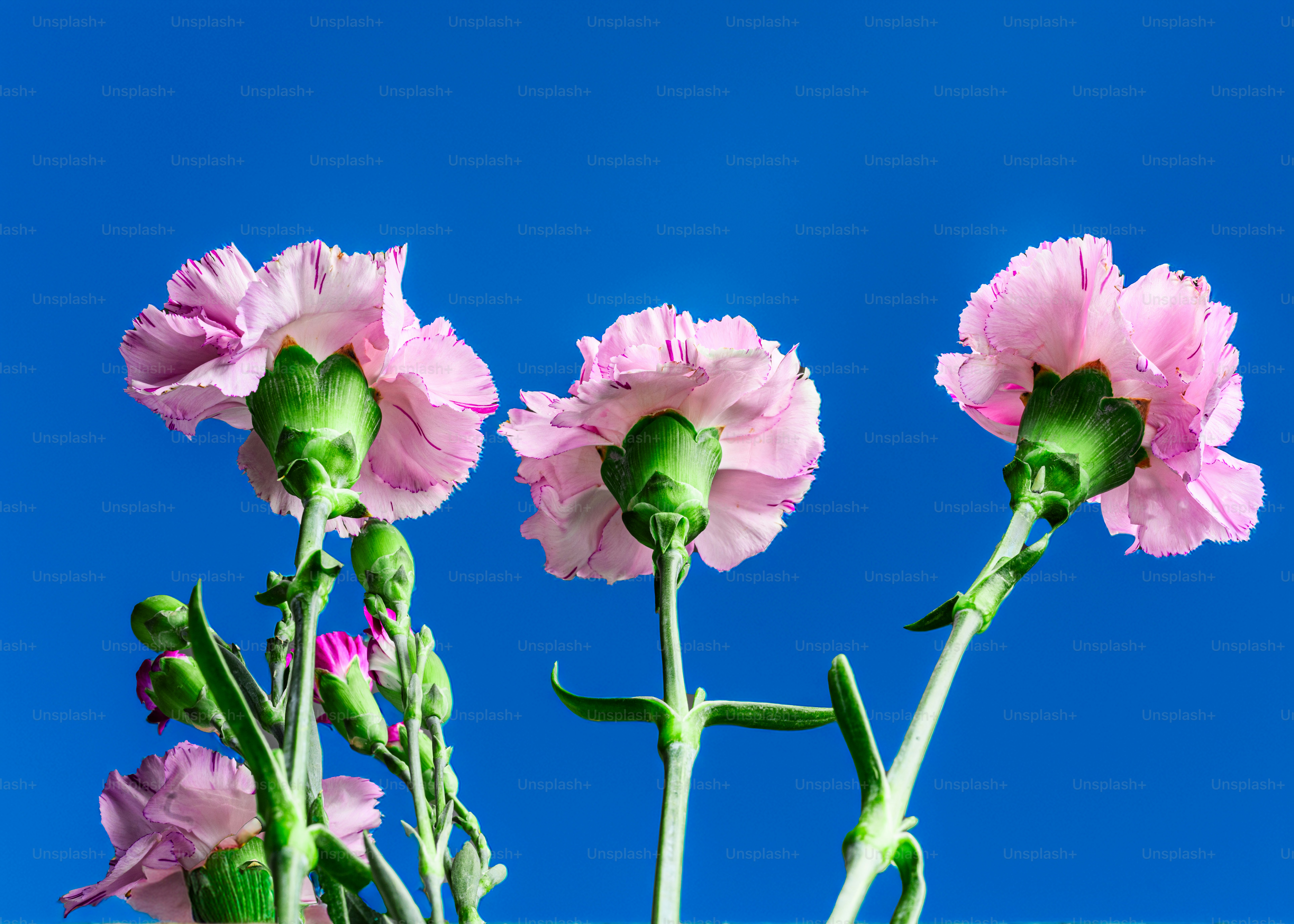 Three pink carnations against a bright blue sky.