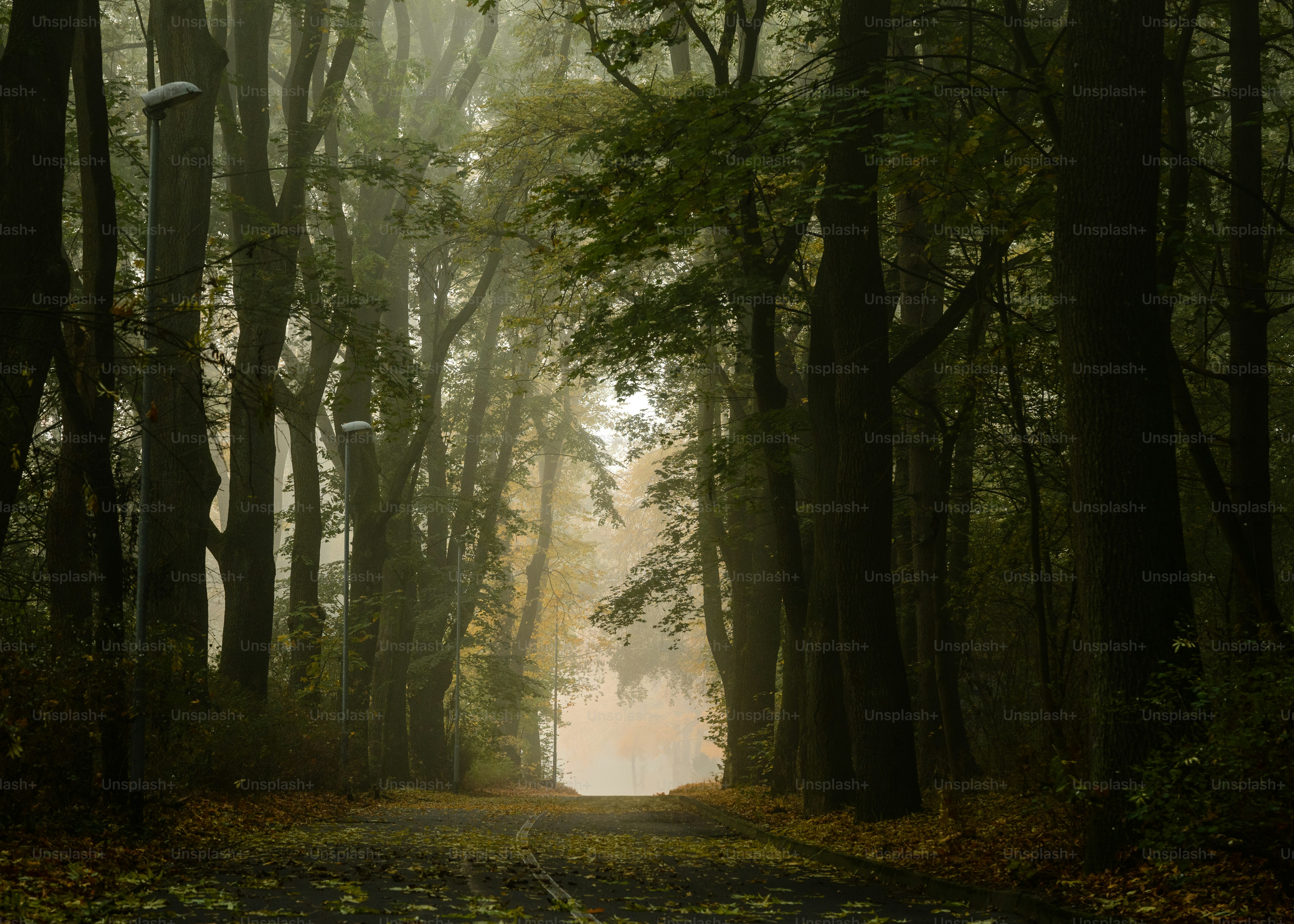 Misty forest path with tall trees and fallen leaves