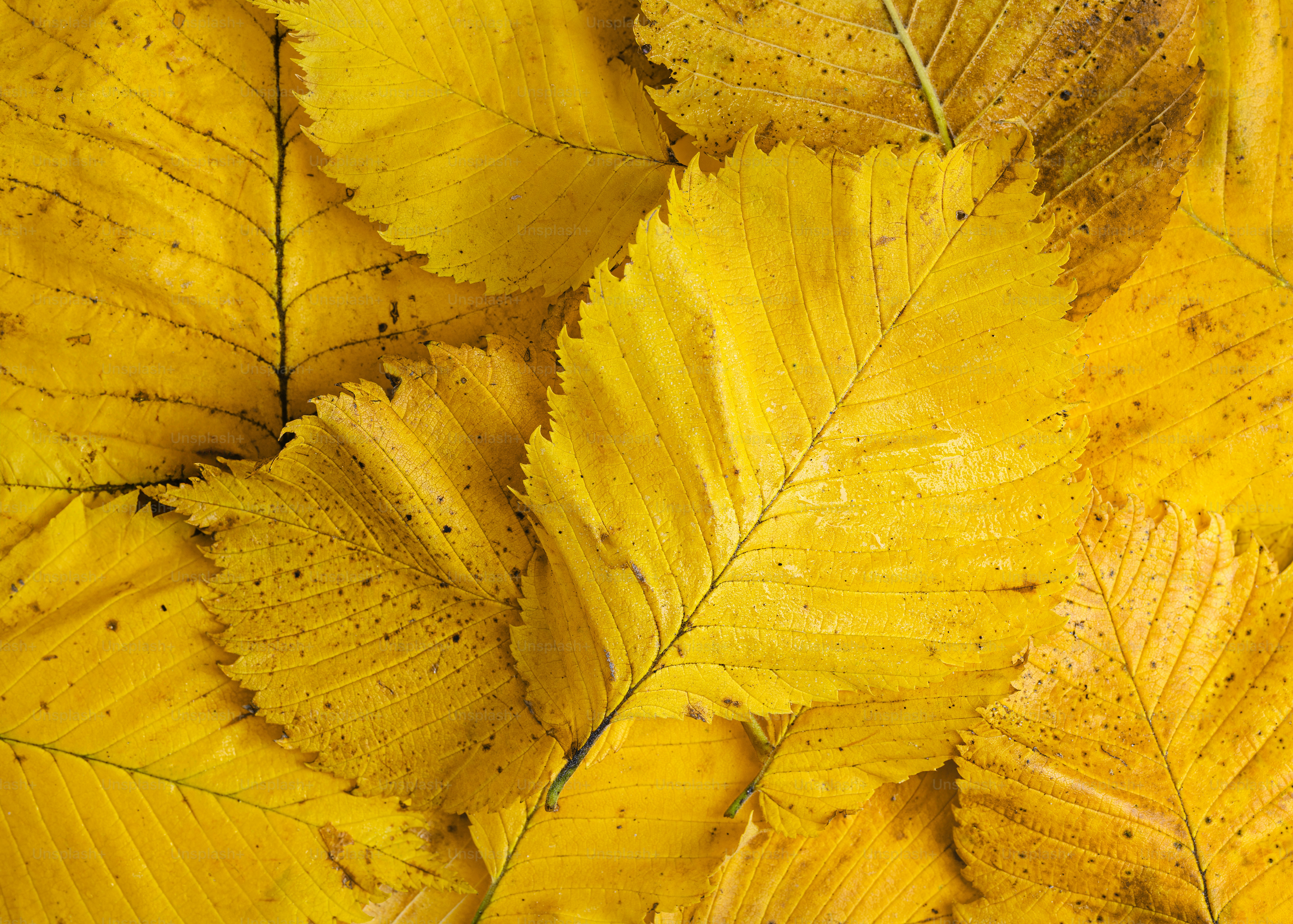 A close-up of bright yellow autumn leaves