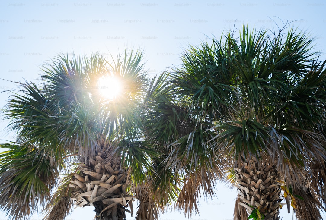 Sun shines through palm trees against blue sky