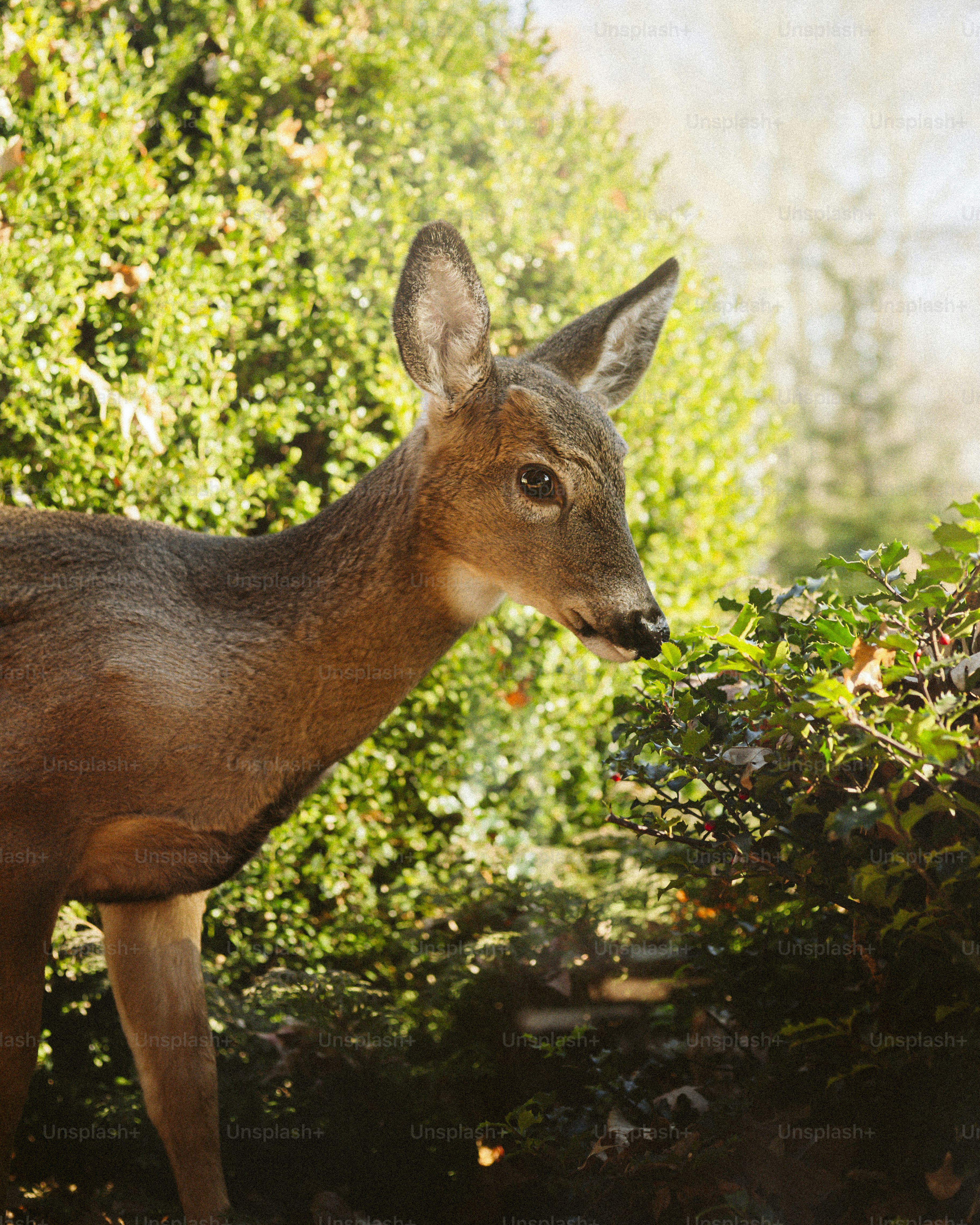 A young deer stands near lush green bushes.