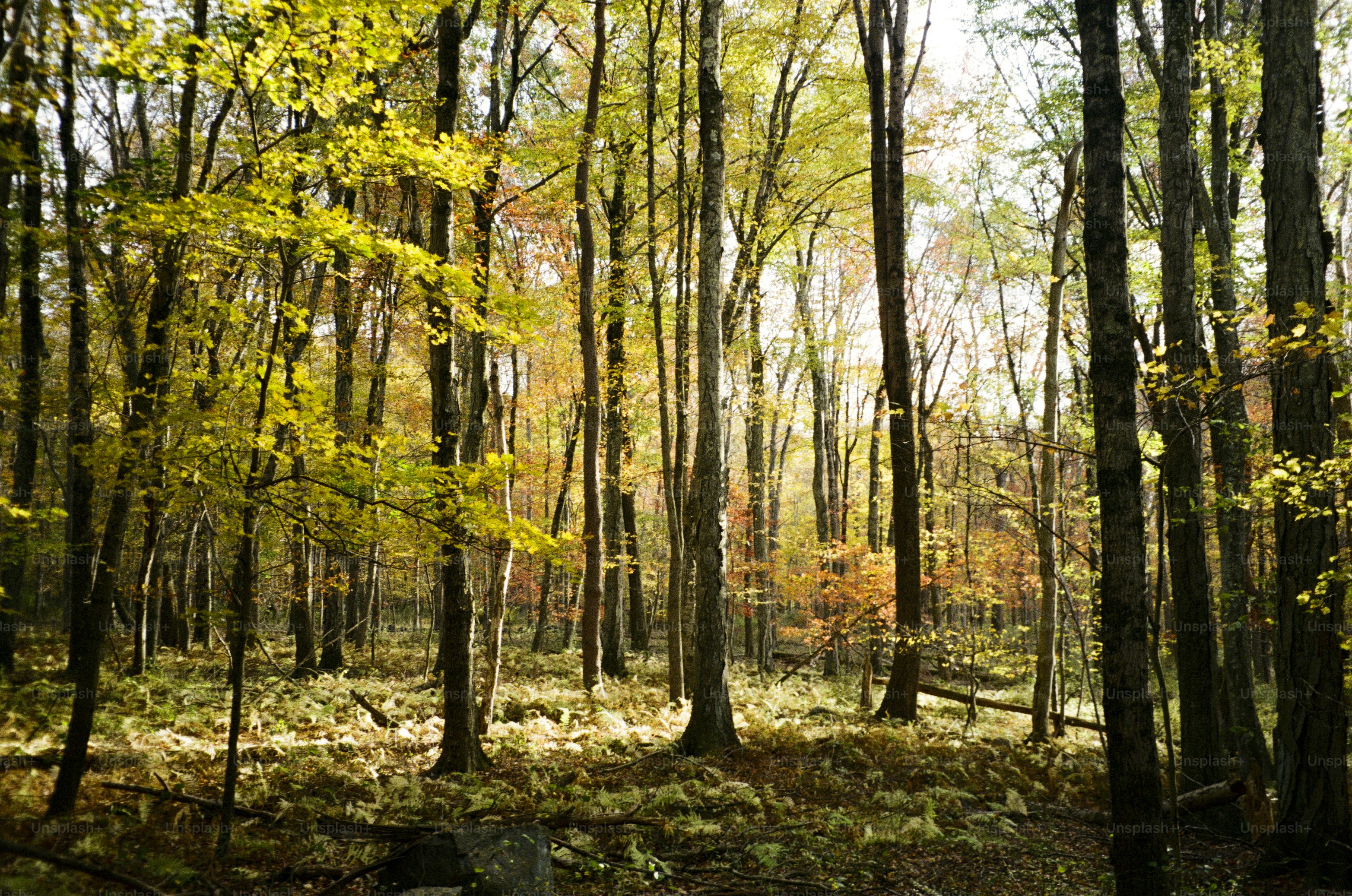Sunlight filters through autumn trees in a forest.