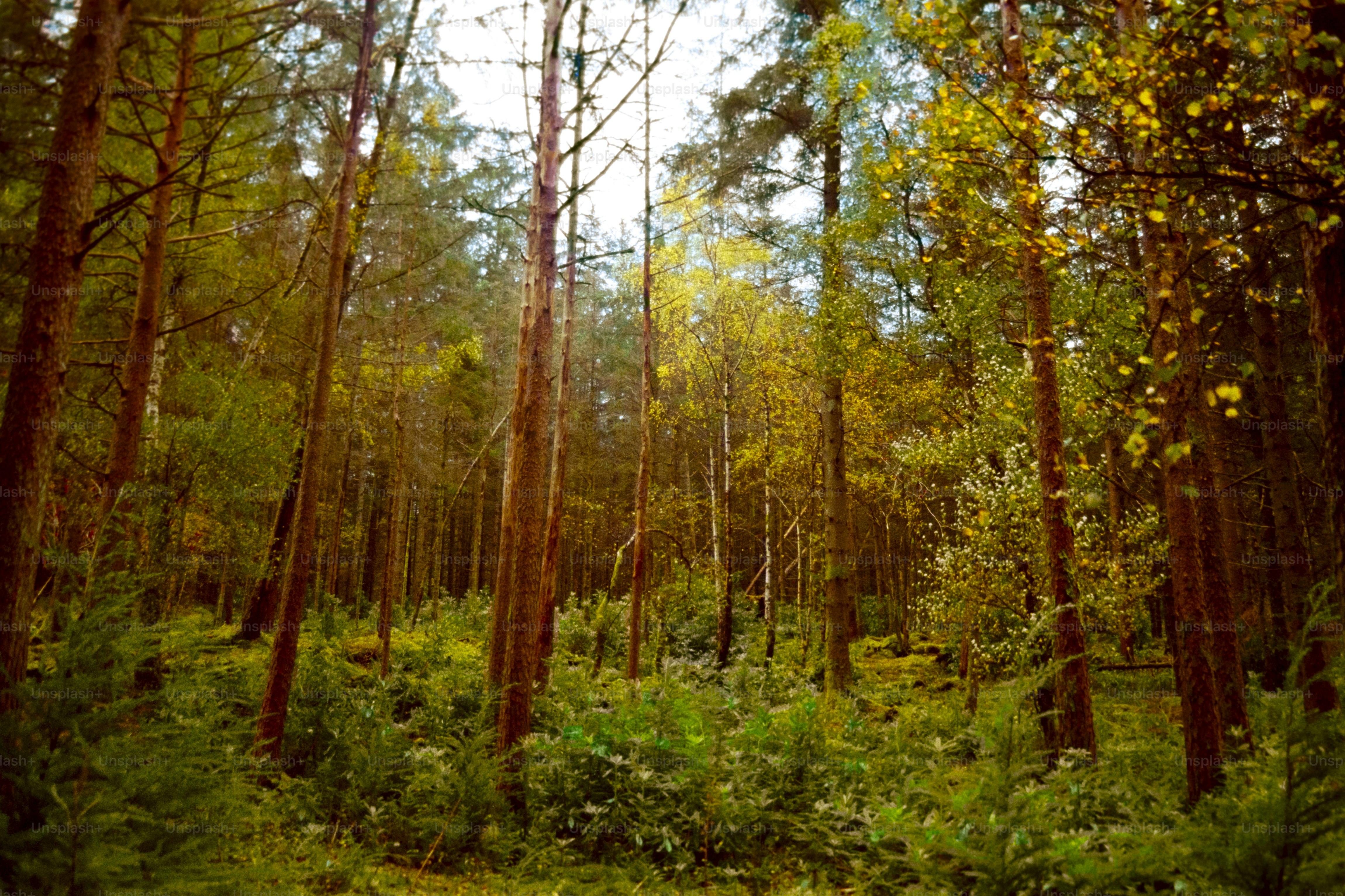 Tall trees in a dense, green forest.