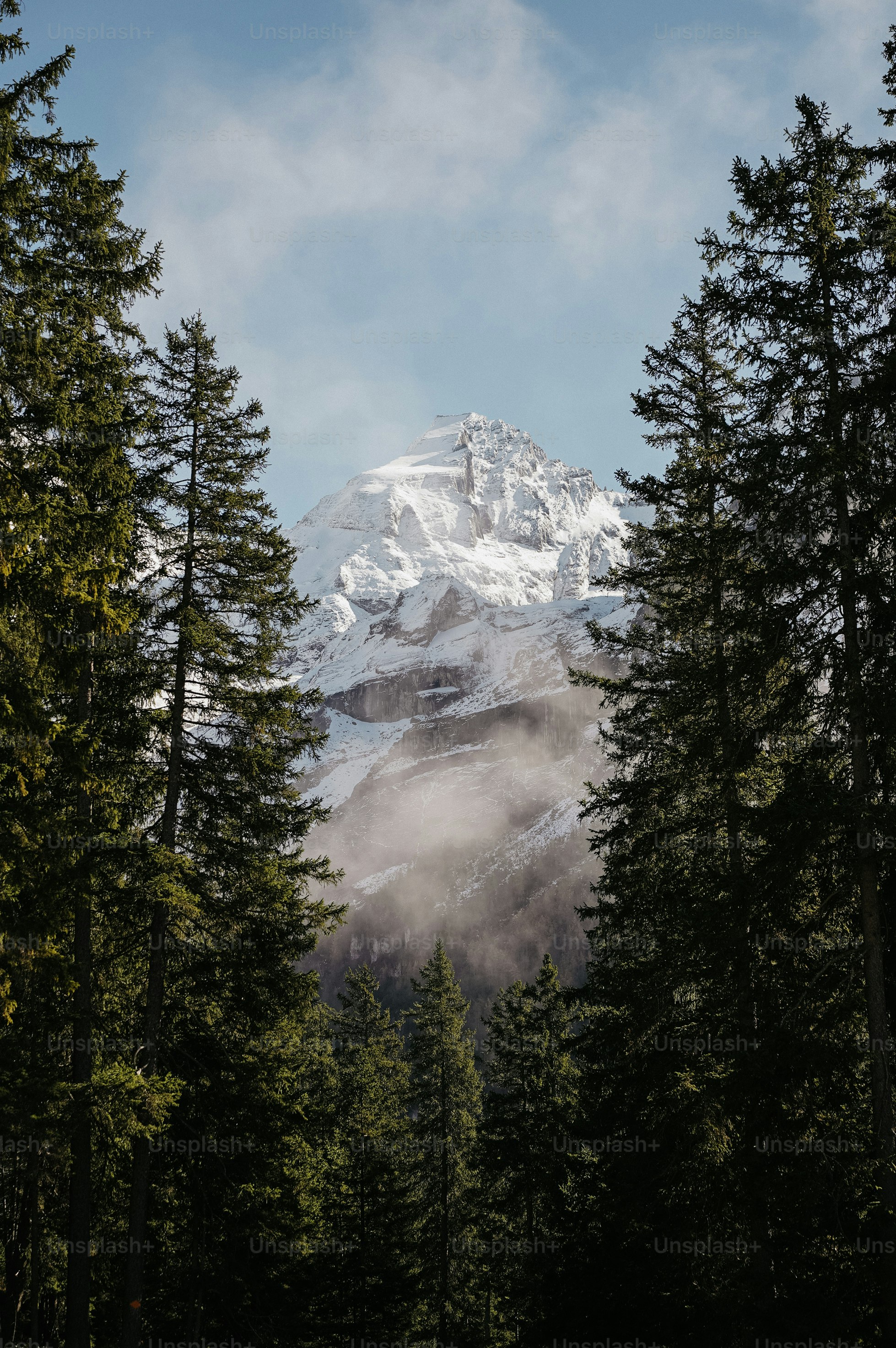 Sommet montagneux enneigé vu à travers les pins