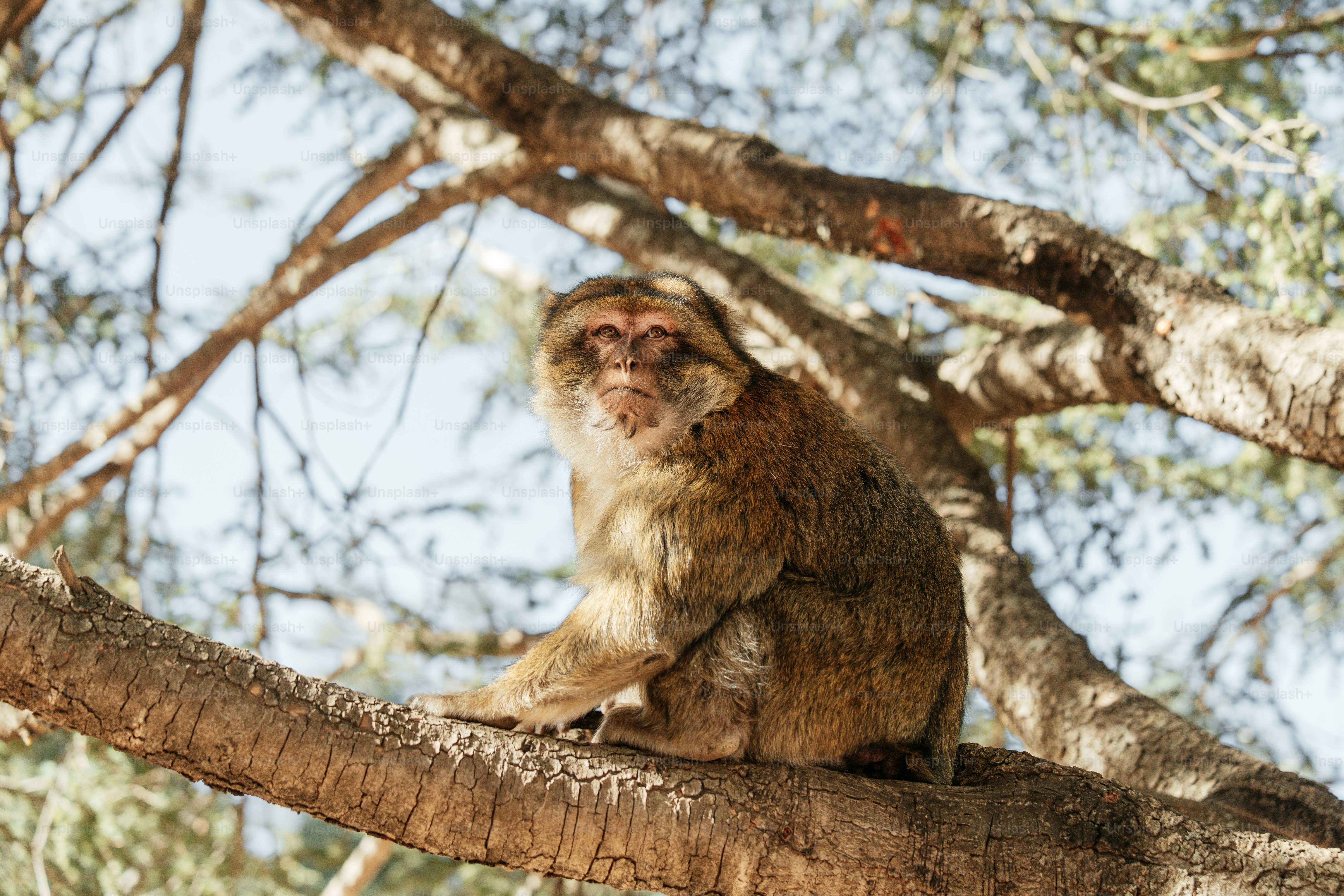 Barbary macaque representing Trentham Monkey Forest