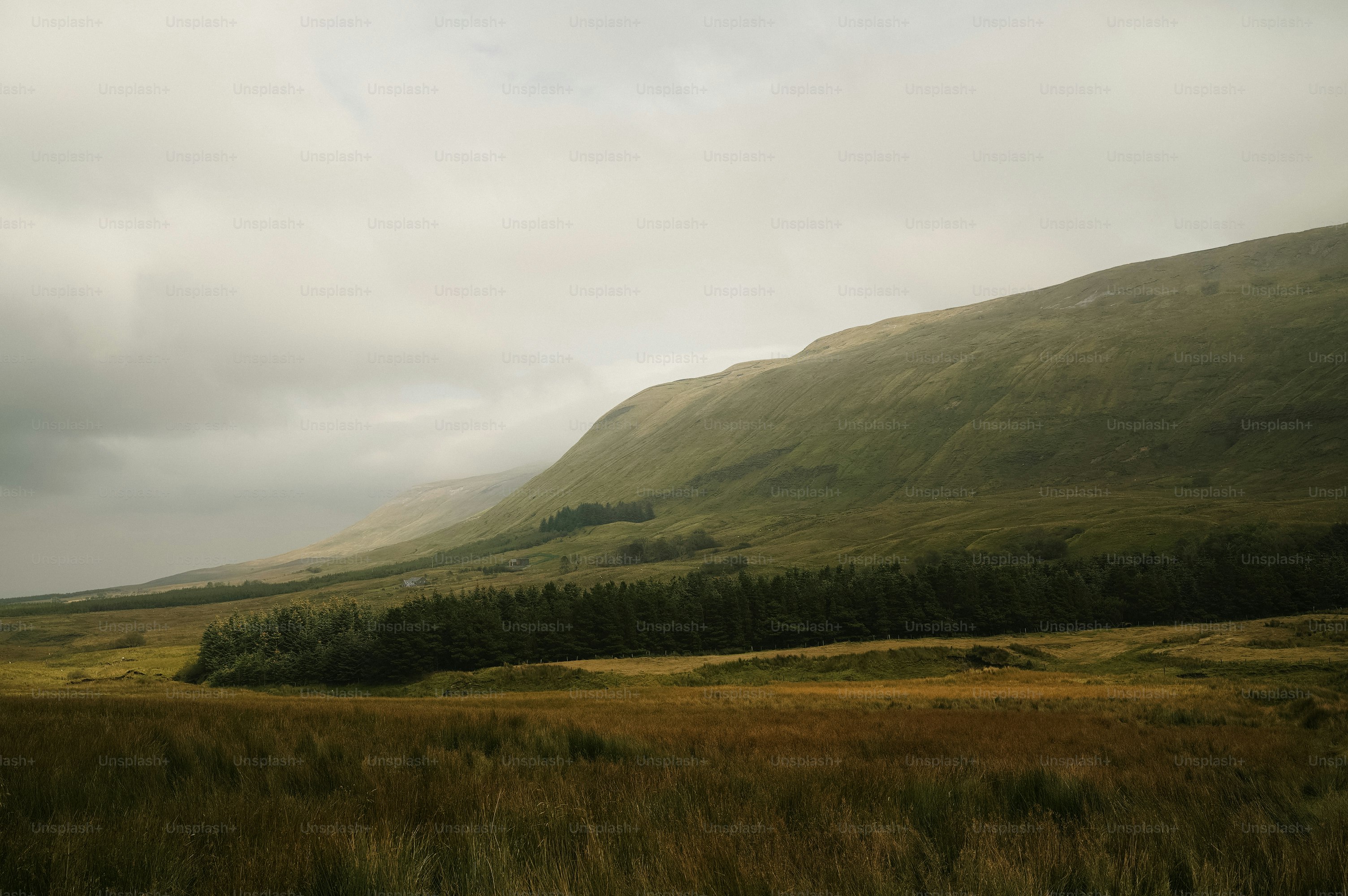 Des collines ondulantes avec une forêt et un champ herbeux.