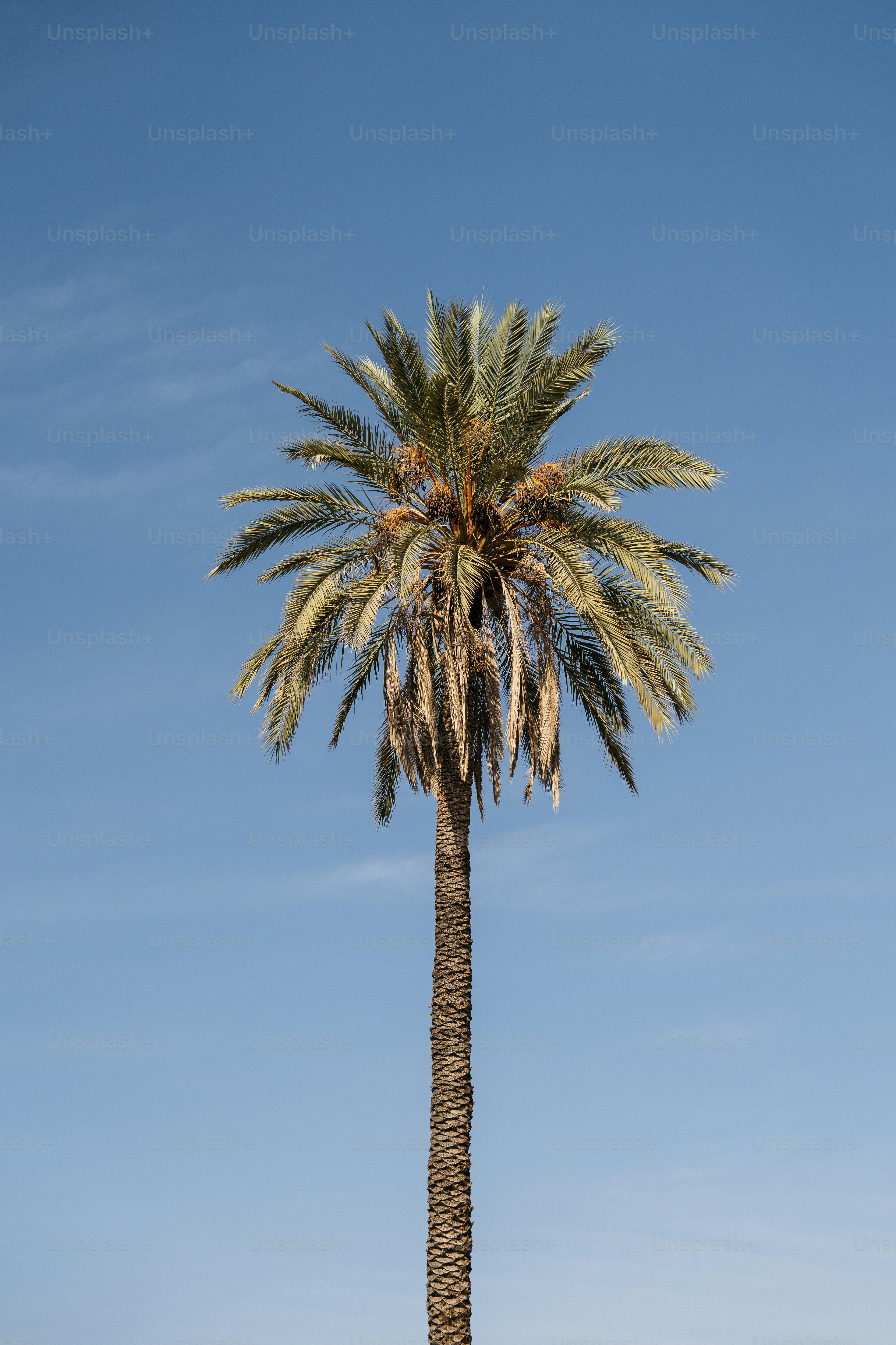 A single palm tree against a clear blue sky photo – Summer Image on ...