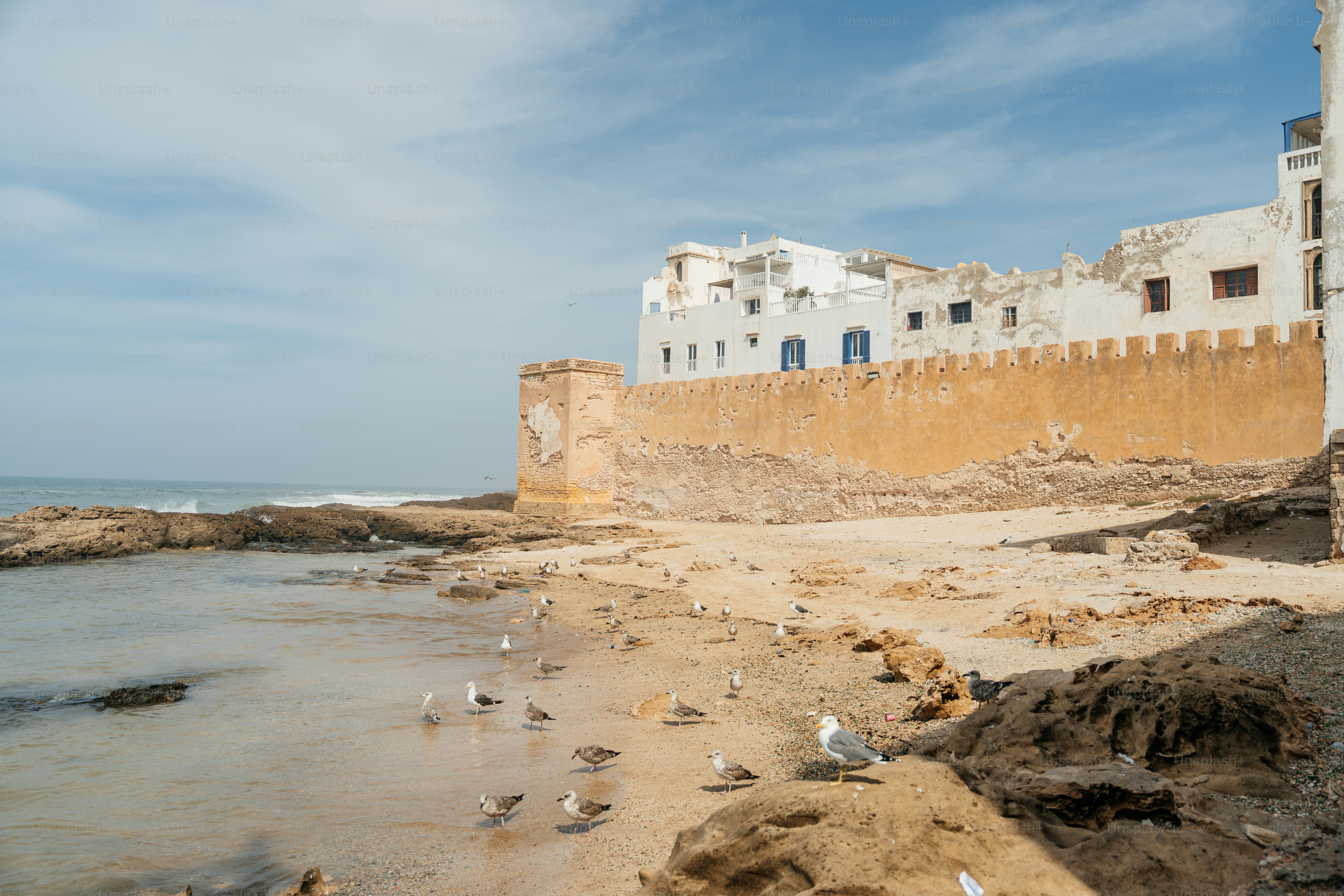 Seagulls on a rocky beach with white buildings.
