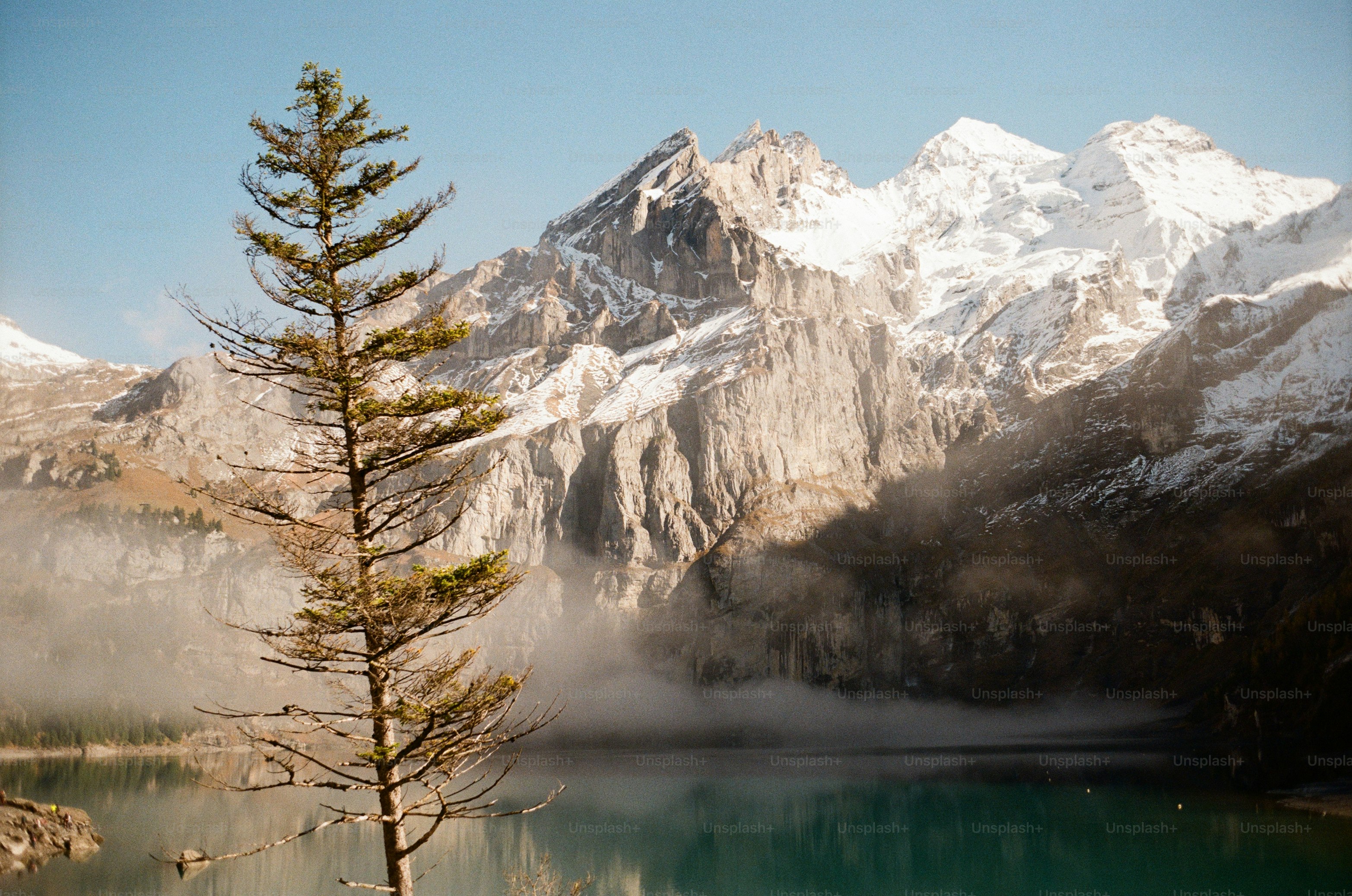 Pin, près d’un lac avec des montagnes enneigées derrière