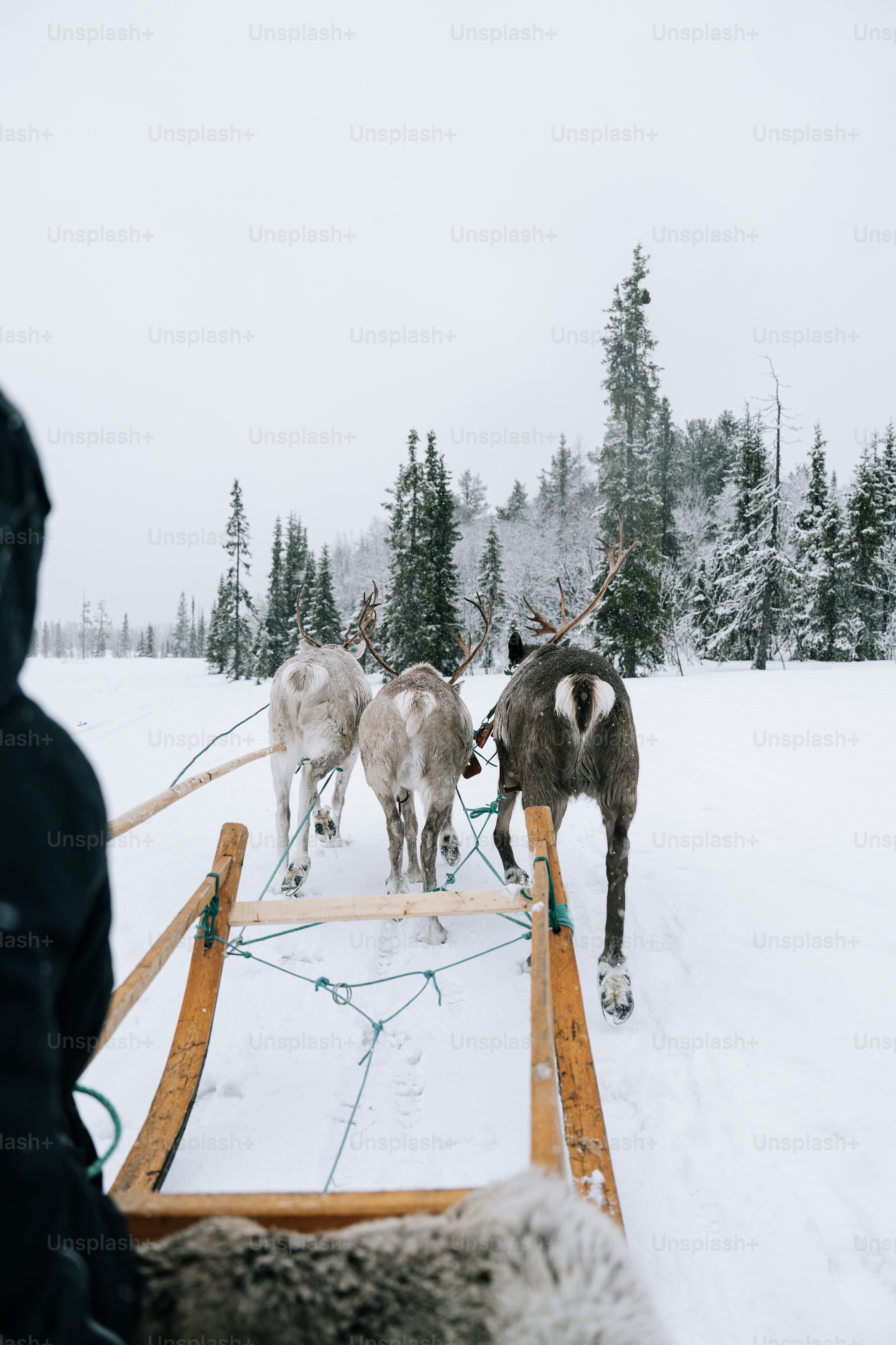 Reindeer pulling a sled through a snowy forest