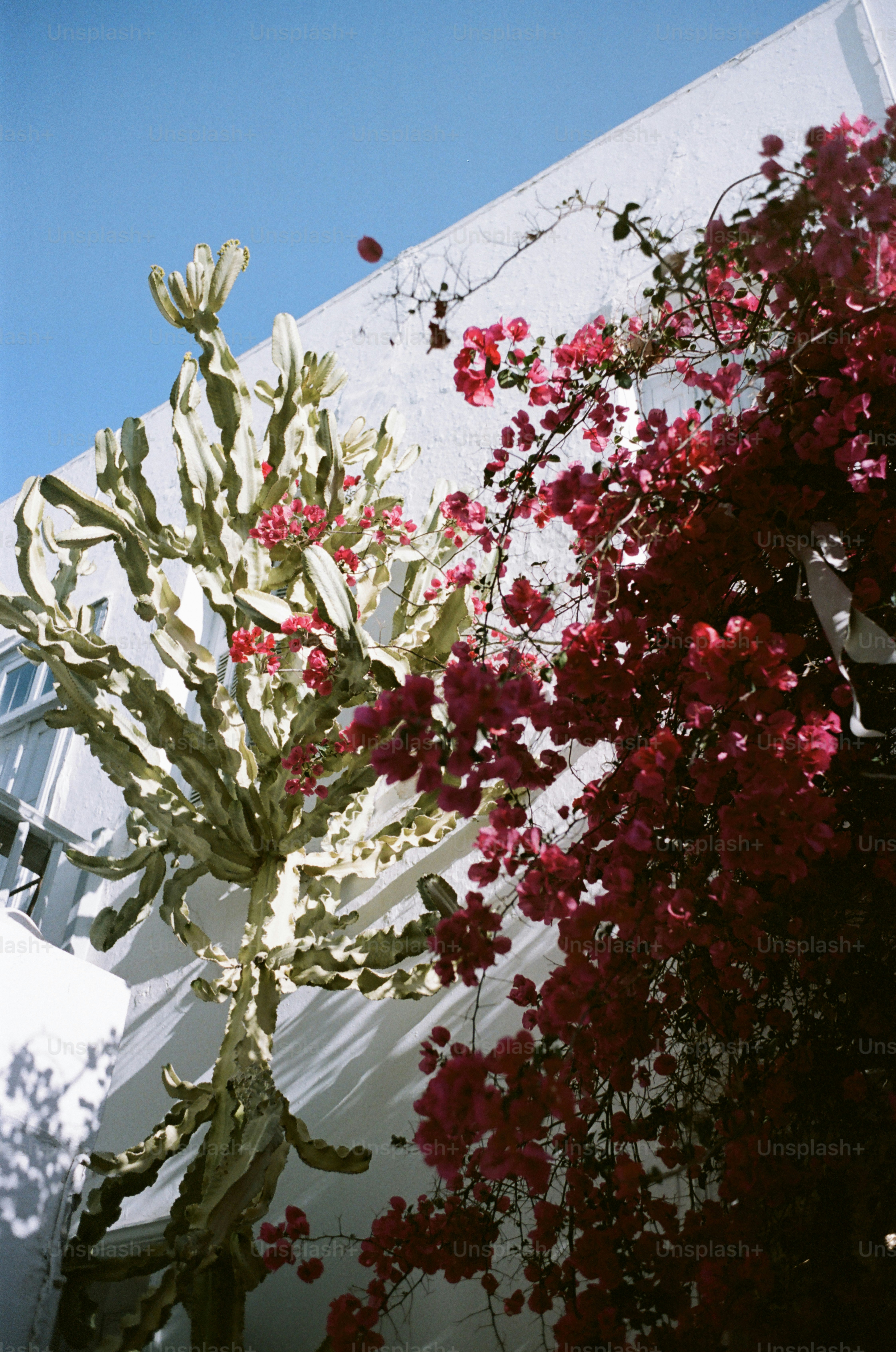 Cactus et fleurs roses éclatantes contre un mur blanc