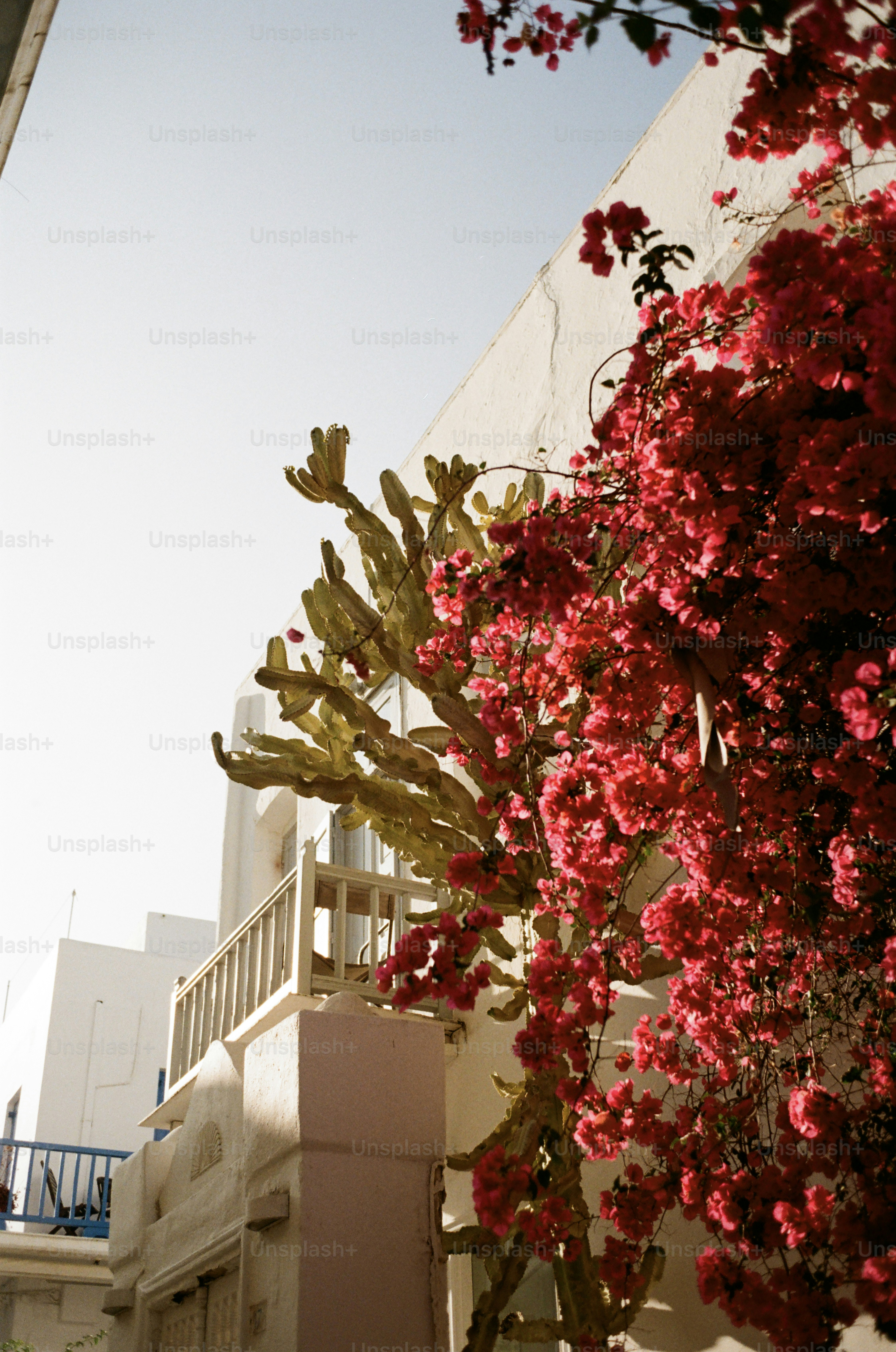 Des cactus et des fleurs roses éclatantes sur un bâtiment blanc.