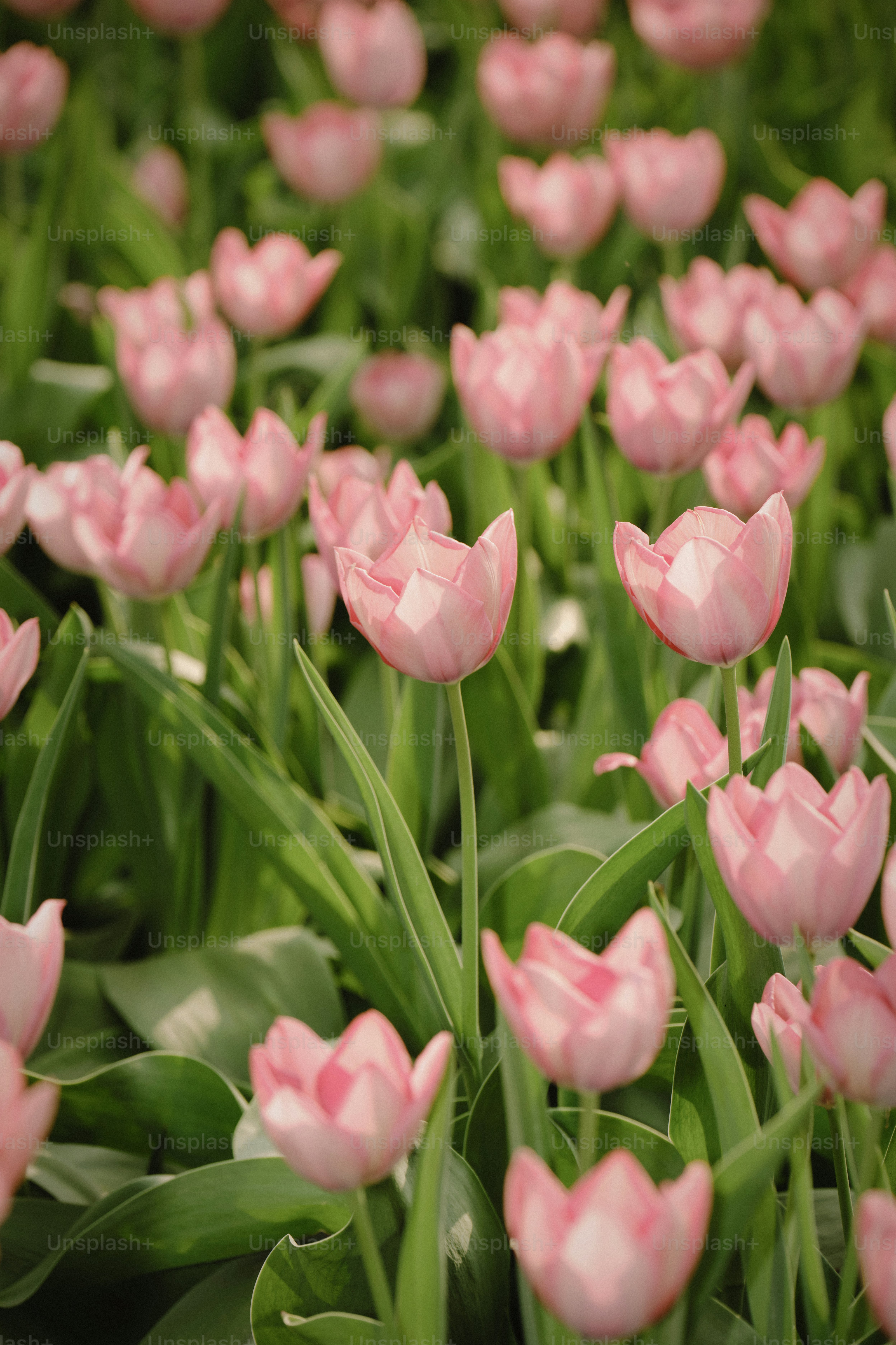 A field of delicate pink tulips in bloom.