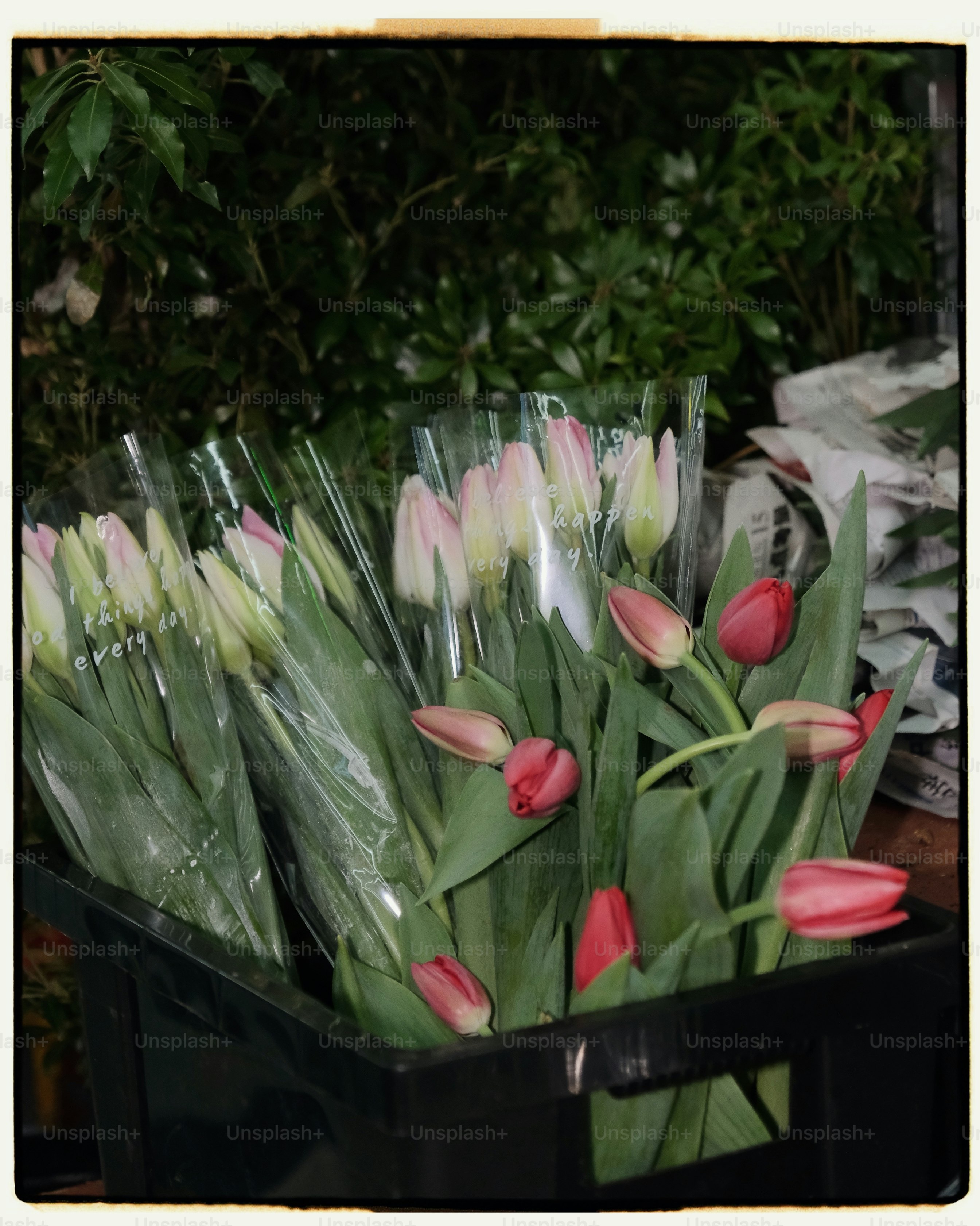 Bunches of fresh tulips in a black crate